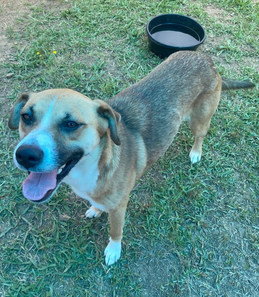 Enlarge Littlefoot, a Adoptable mixed breed in Bryant, AR image 5/6