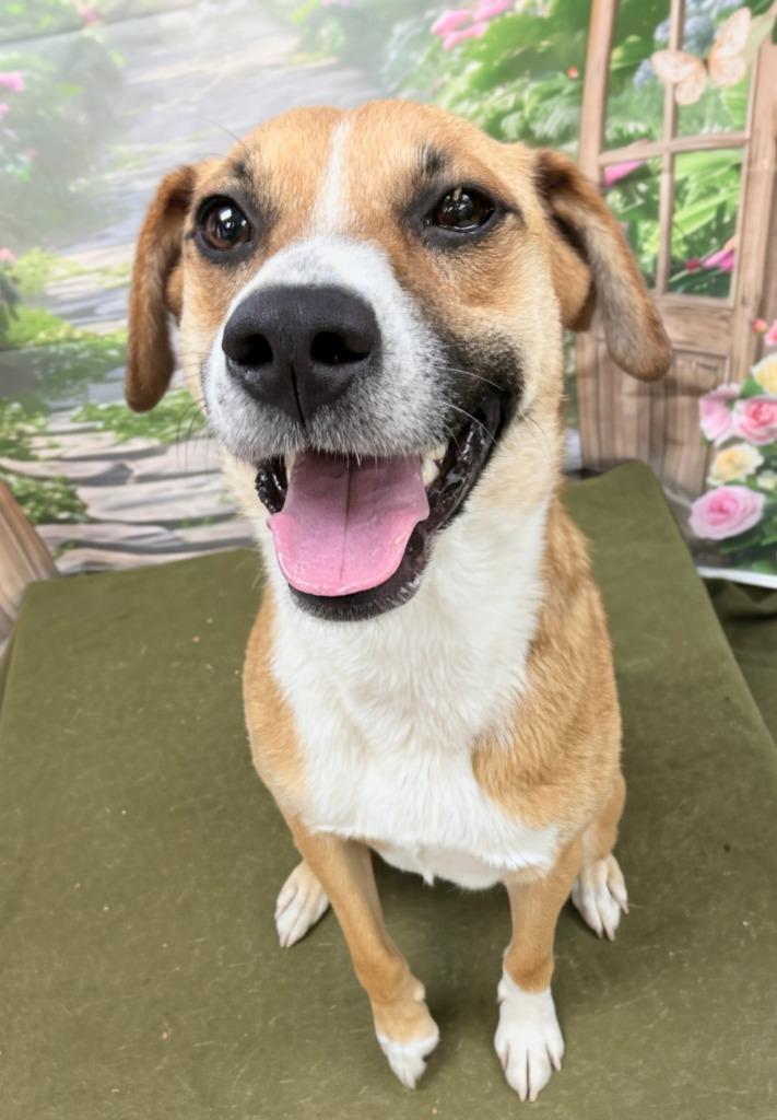 Enlarge Littlefoot, a Adoptable mixed breed in Bryant, AR image 6/6
