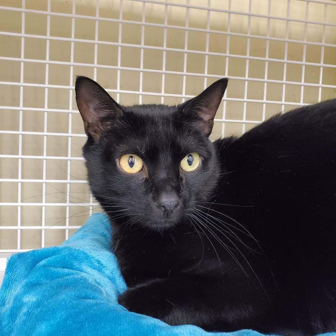 Jellybean and Toothless , Adoptable, Adult Male Domestic Short Hair.