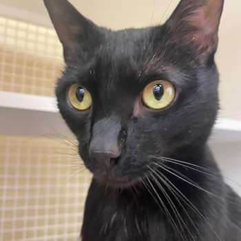 Jellybean and Toothless , a Adoptable Domestic Short Hair in Nottingham, MD image 2/11