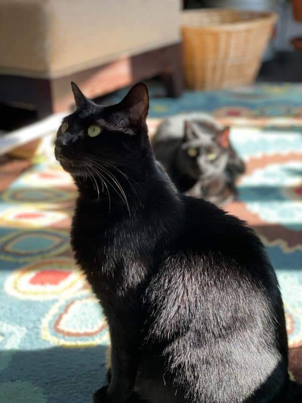 Jellybean and Toothless , a Adoptable Domestic Short Hair in Nottingham, MD image 3/11