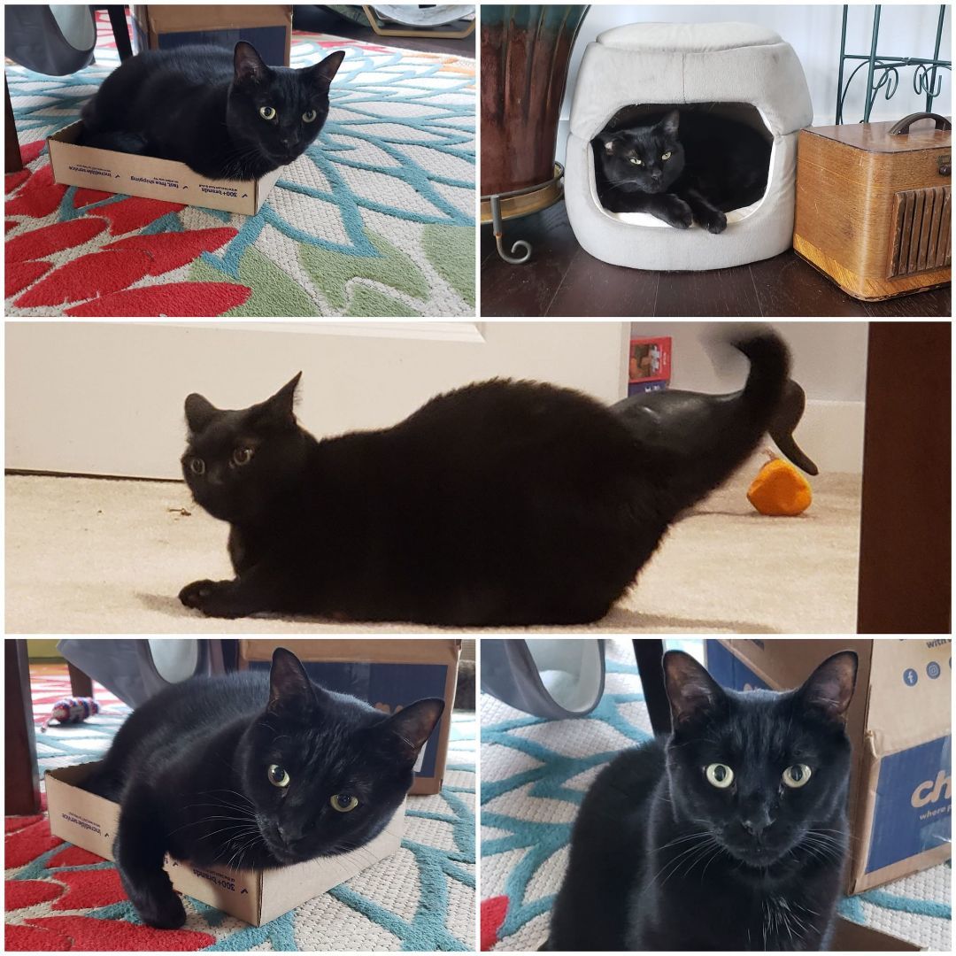 Jellybean and Toothless , a Adoptable Domestic Short Hair in Nottingham, MD image 4/11