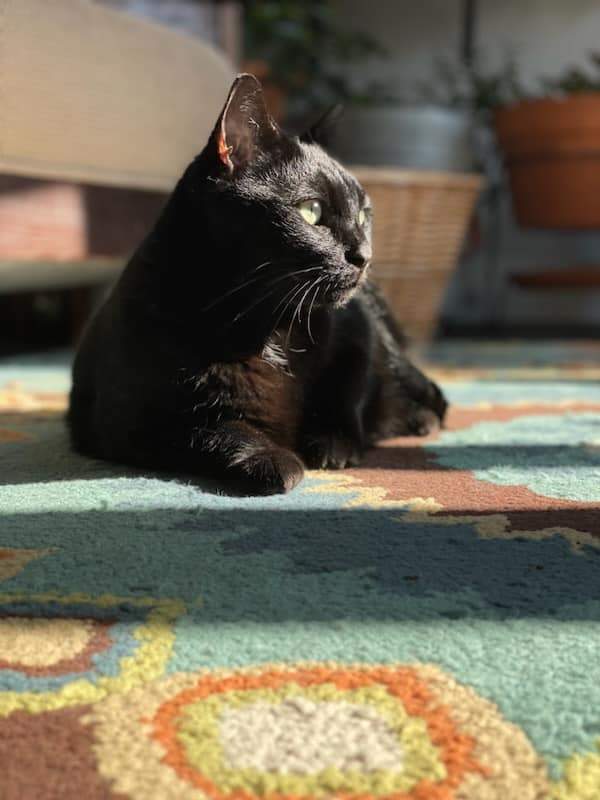 Jellybean and Toothless , Adoptable, Adult Male Domestic Short Hair.