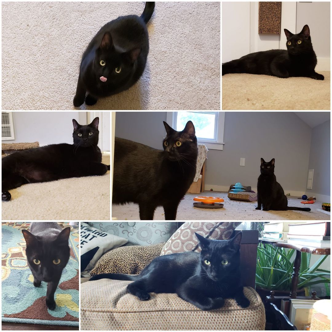 Jellybean and Toothless 