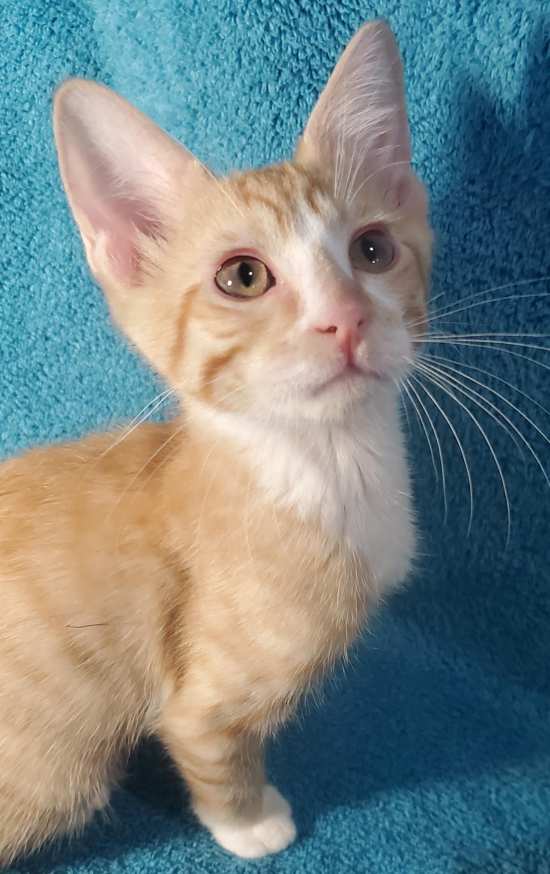 Nick, a ADOPTABLE mixed breed in Denver, CO image 3/6