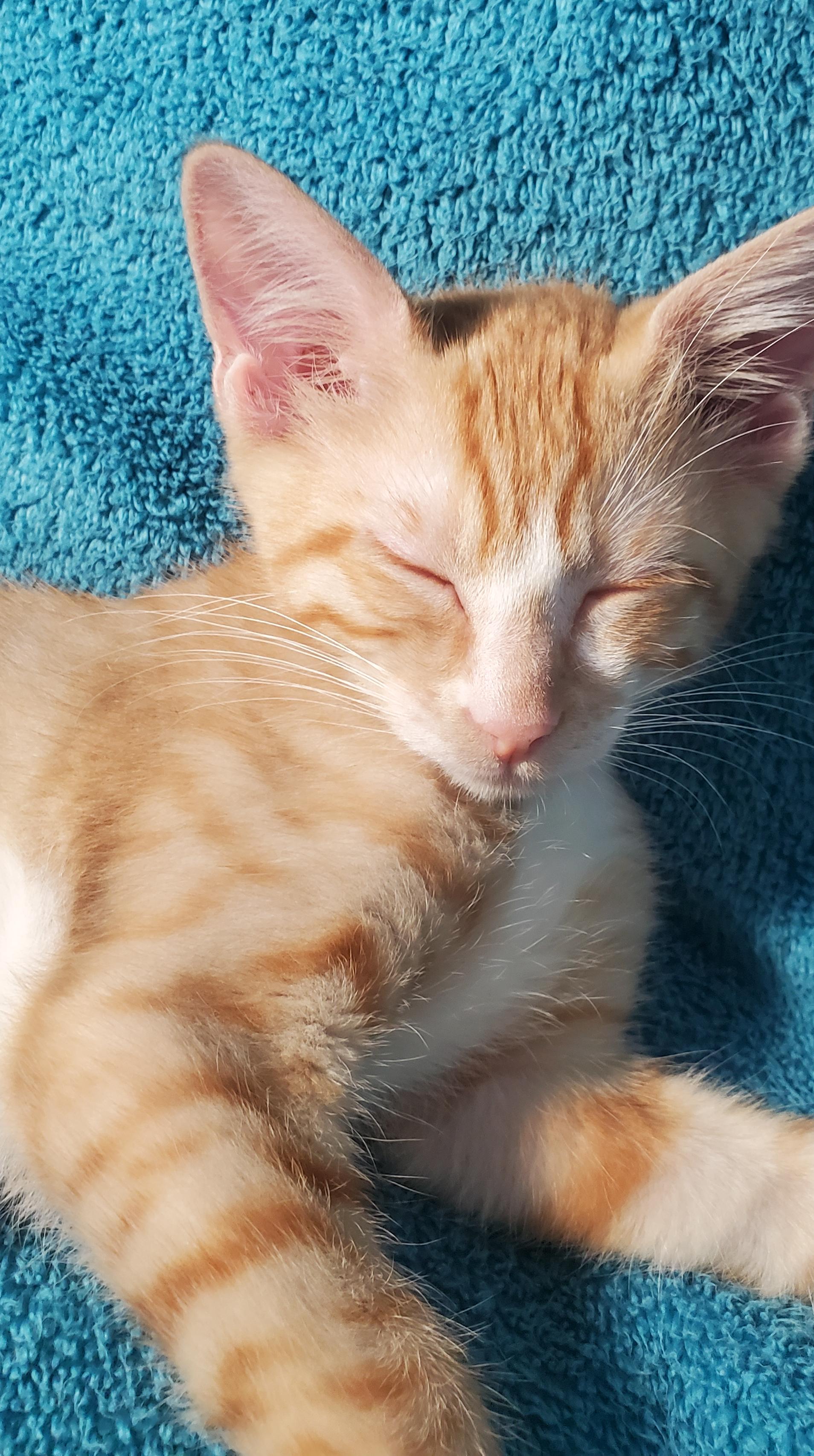 Nick, ADOPTABLE, Kitten Male Domestic Short Hair.