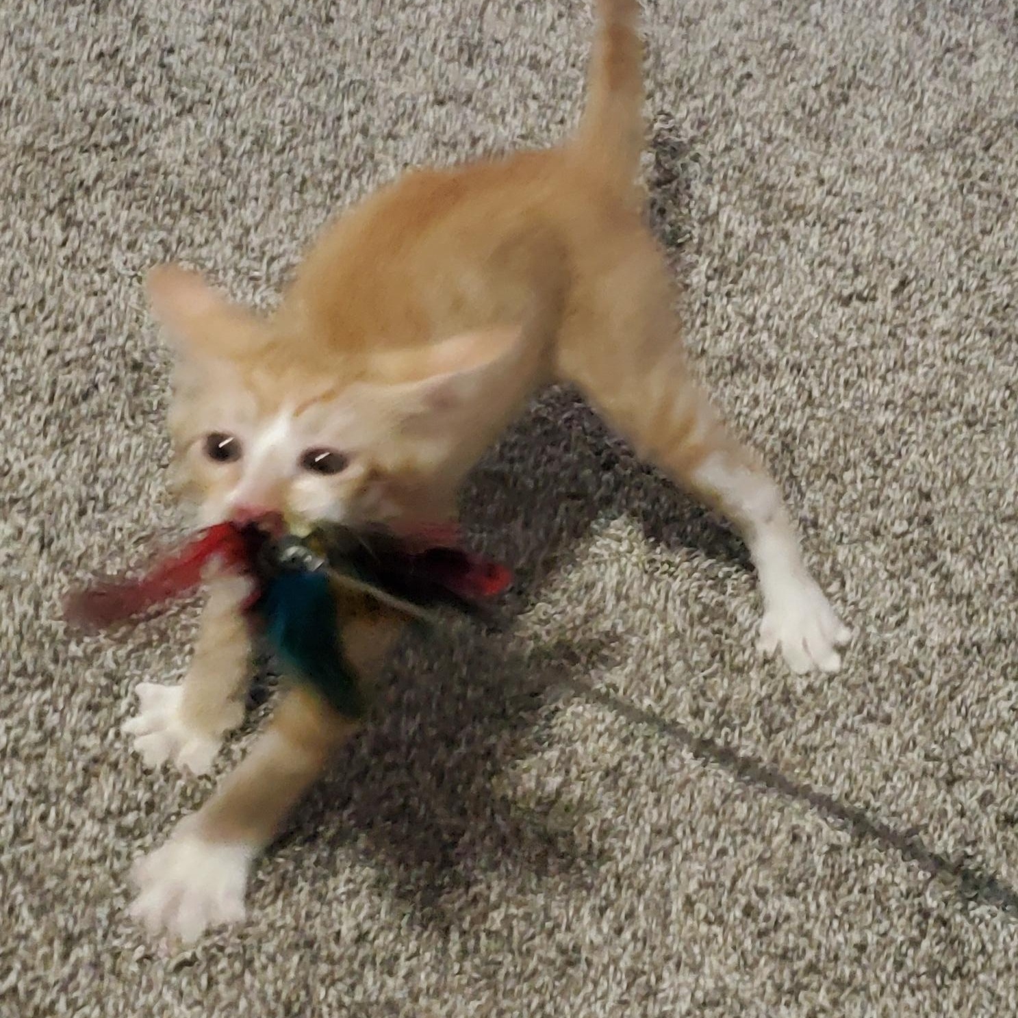 Nick, a ADOPTABLE mixed breed in Denver, CO image 2/6