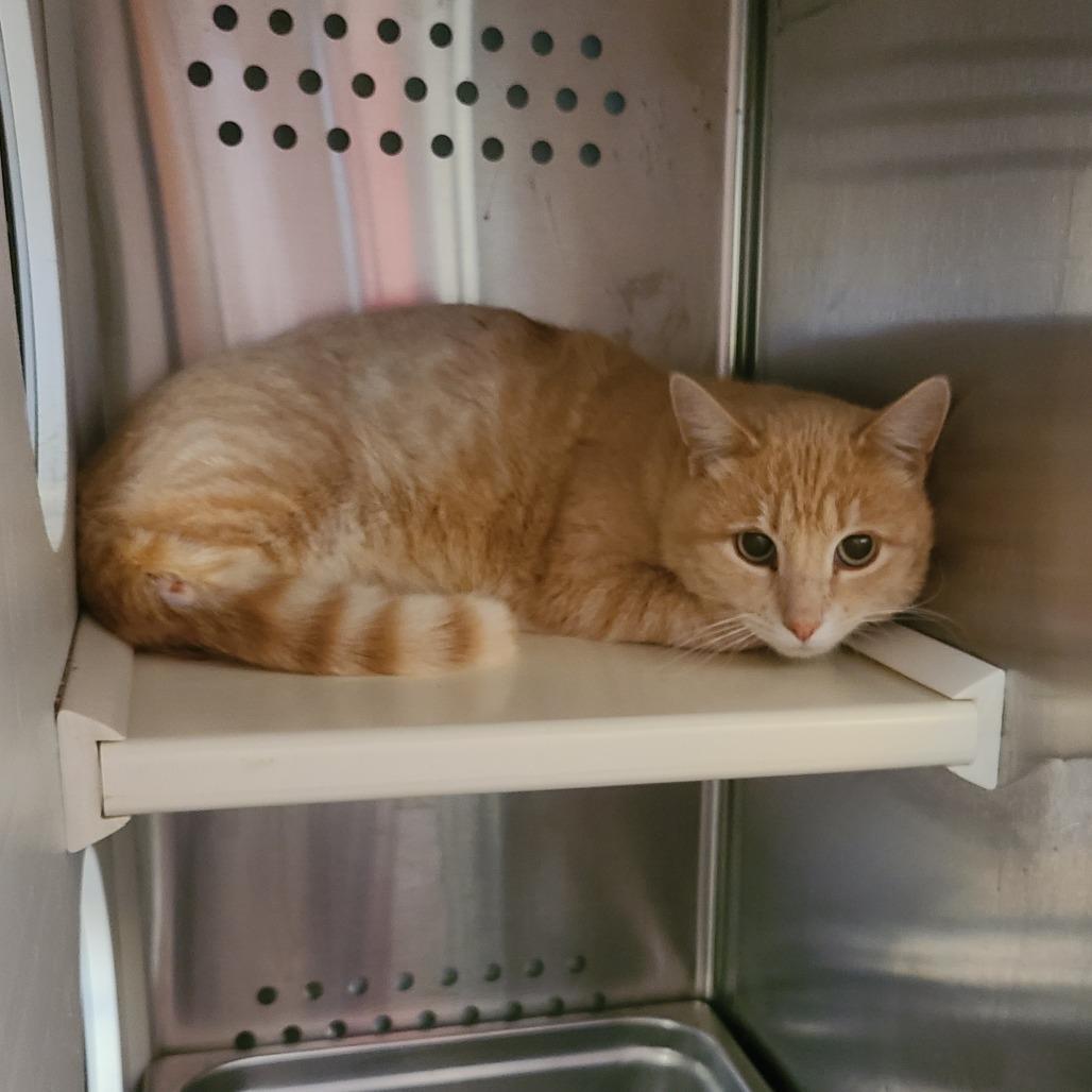 Enlarge Helios, a Adoptable Domestic Short Hair in Denver, CO image 1/6