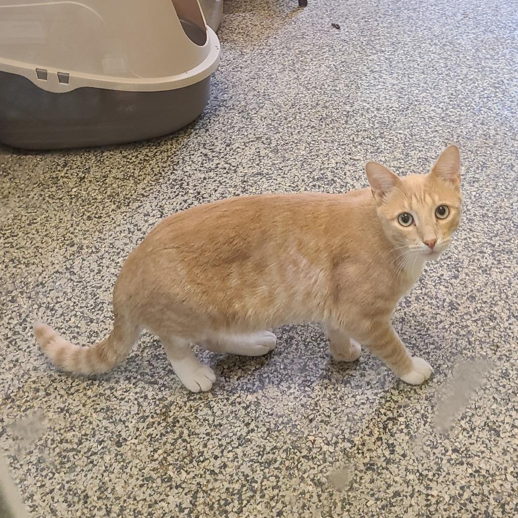 Enlarge Helios, a Adoptable Domestic Short Hair in Denver, CO image 2/6