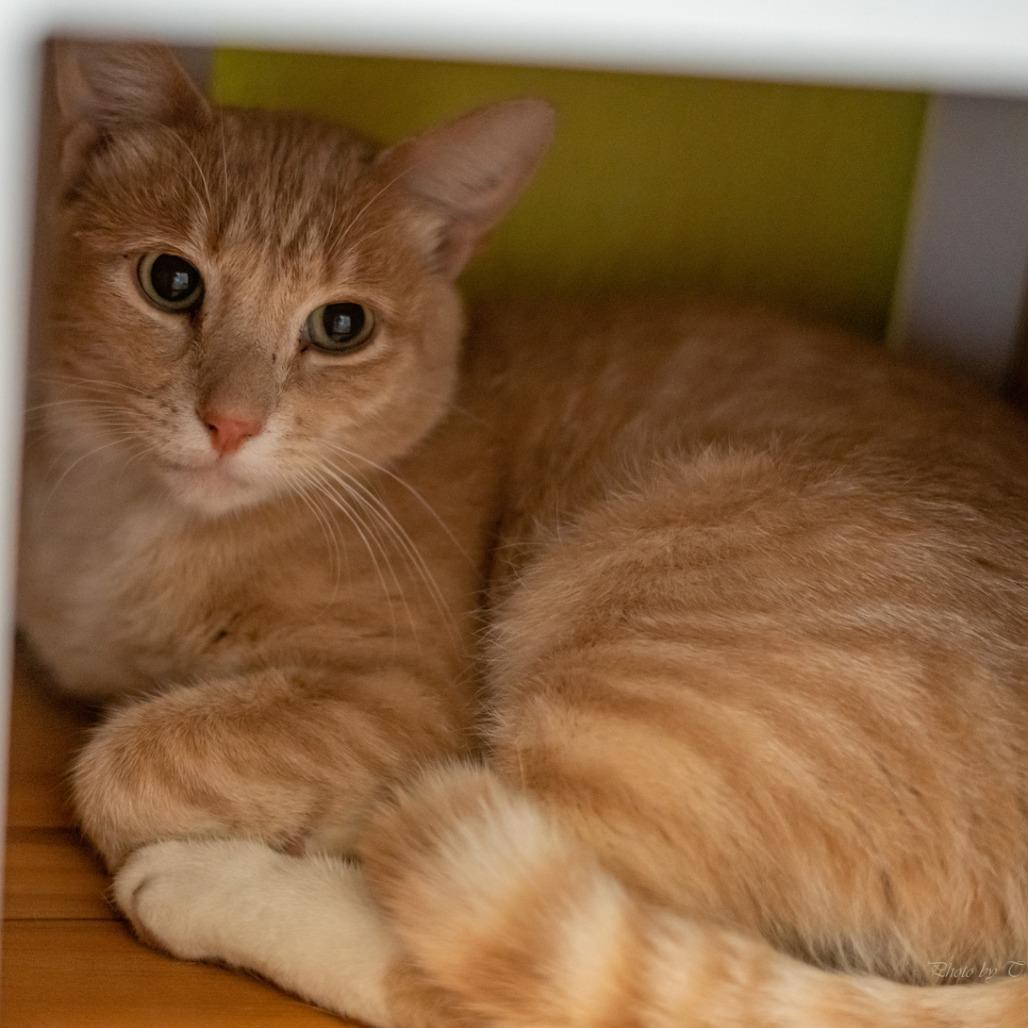 Enlarge Helios, a Adoptable Domestic Short Hair in Denver, CO image 3/6