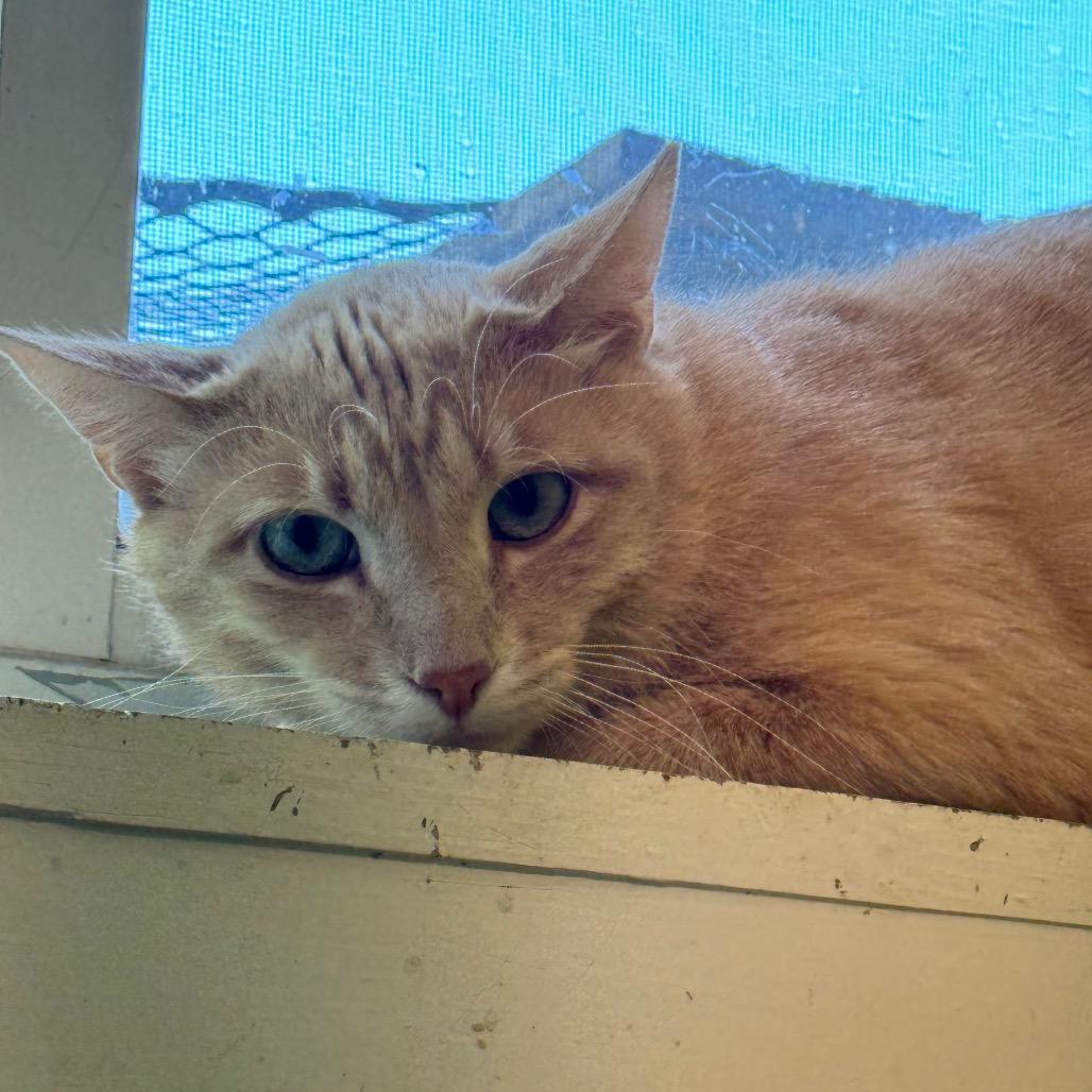 Enlarge Helios, a Adoptable Domestic Short Hair in Denver, CO image 4/6