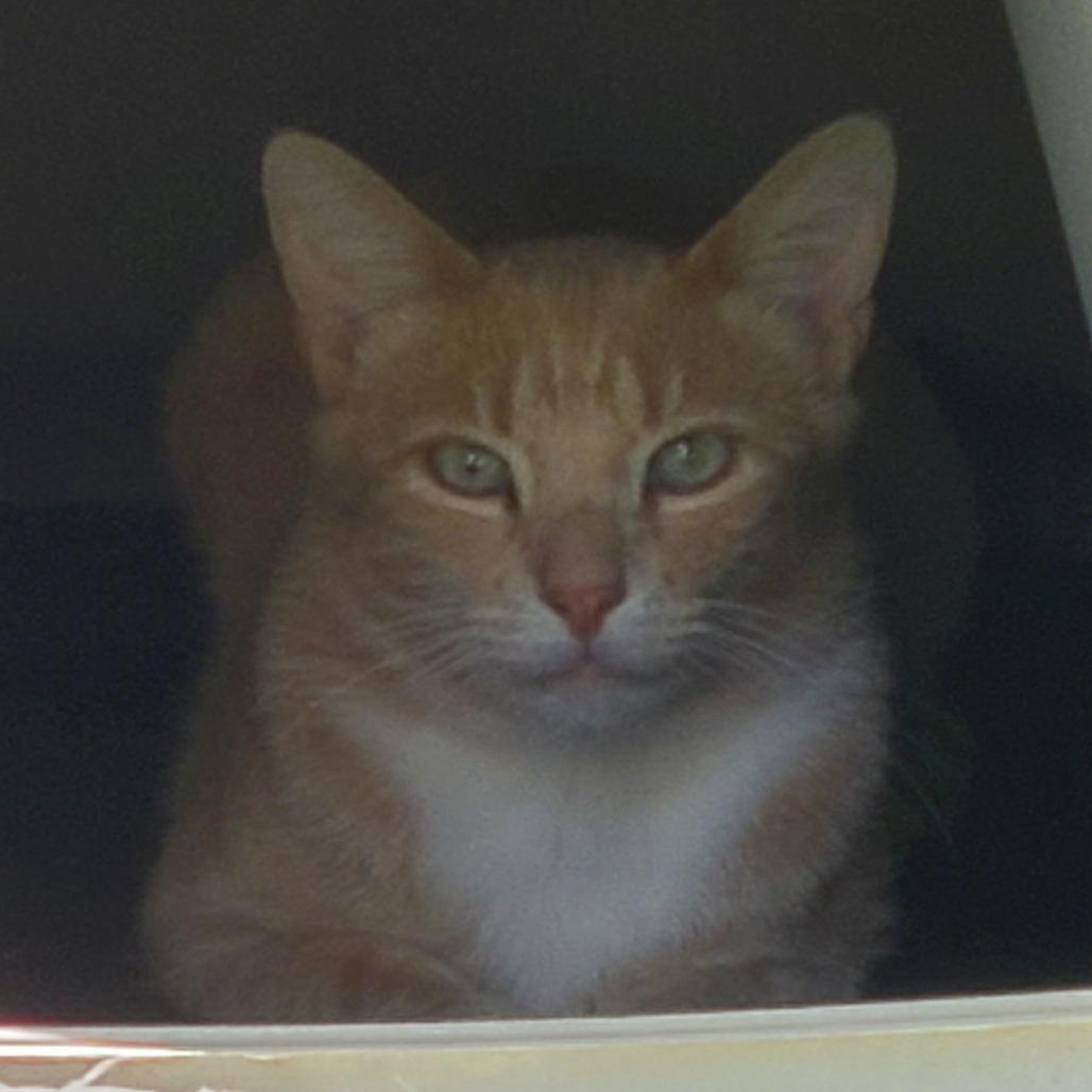 Enlarge Helios, a Adoptable Domestic Short Hair in Denver, CO image 5/6