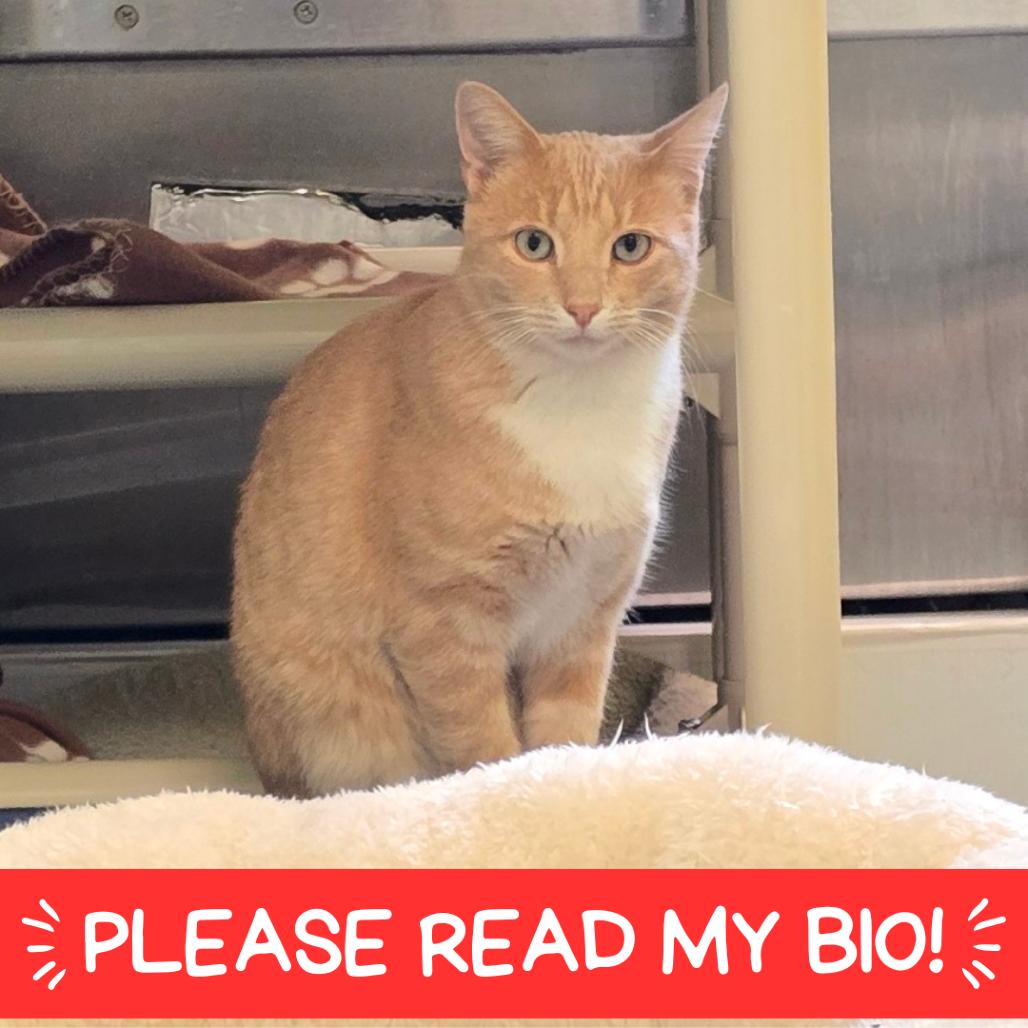 Enlarge Helios, a Adoptable Domestic Short Hair in Denver, CO image 6/6