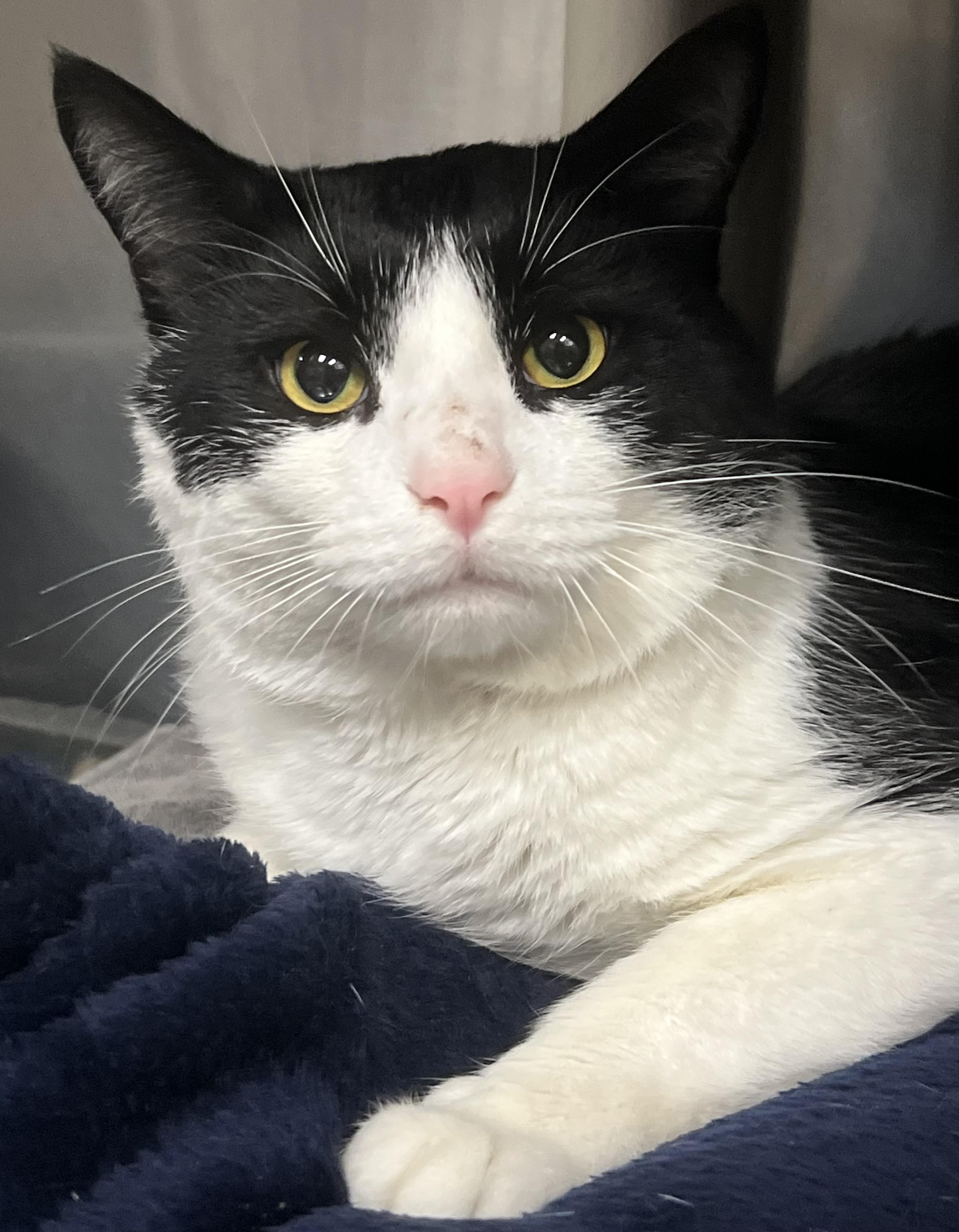 Enlarge Mickie, a ADOPTABLE Domestic Short Hair in Johnston, RI image 1/6