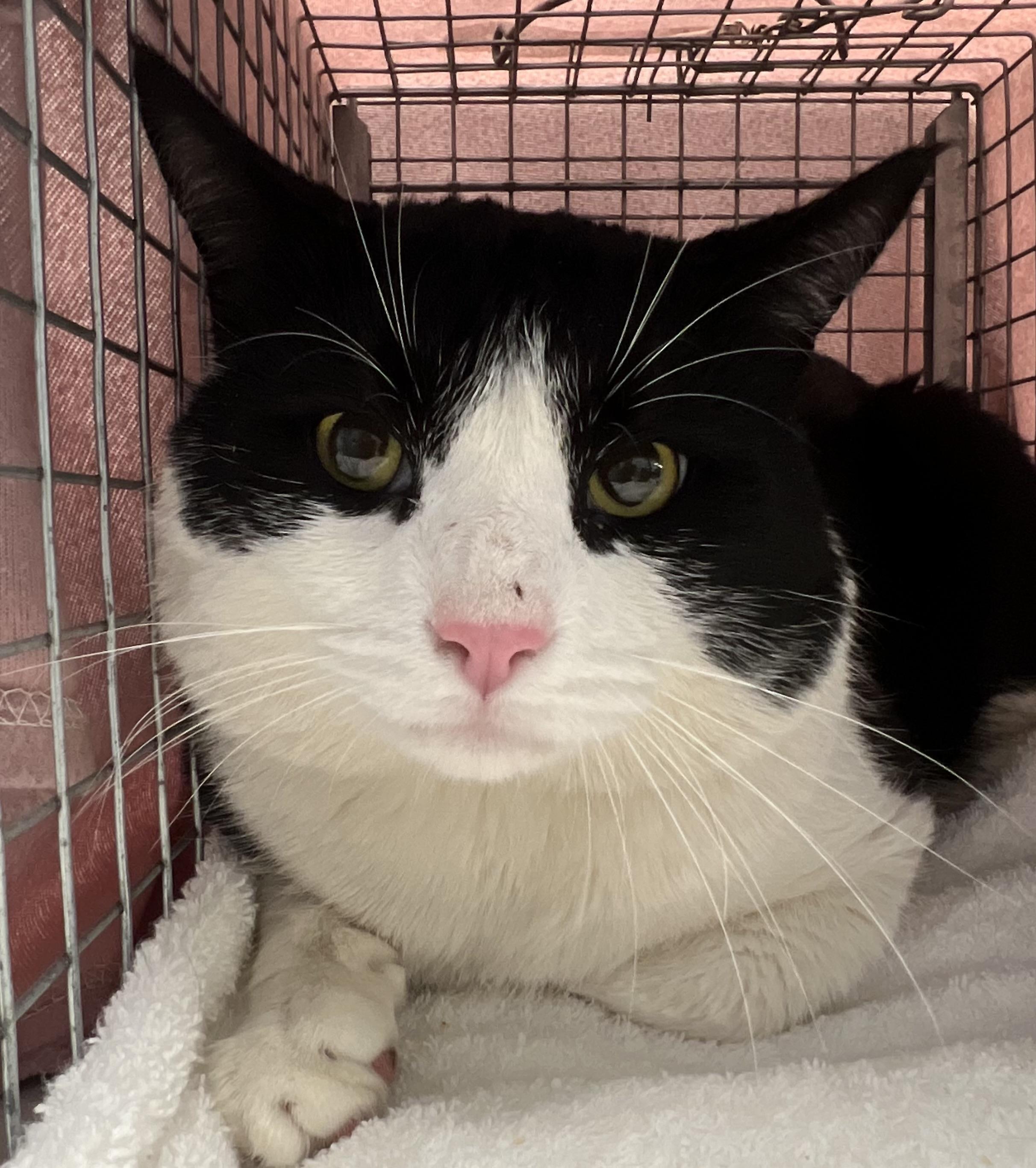 Enlarge Mickie, a ADOPTABLE Domestic Short Hair in Johnston, RI image 6/6