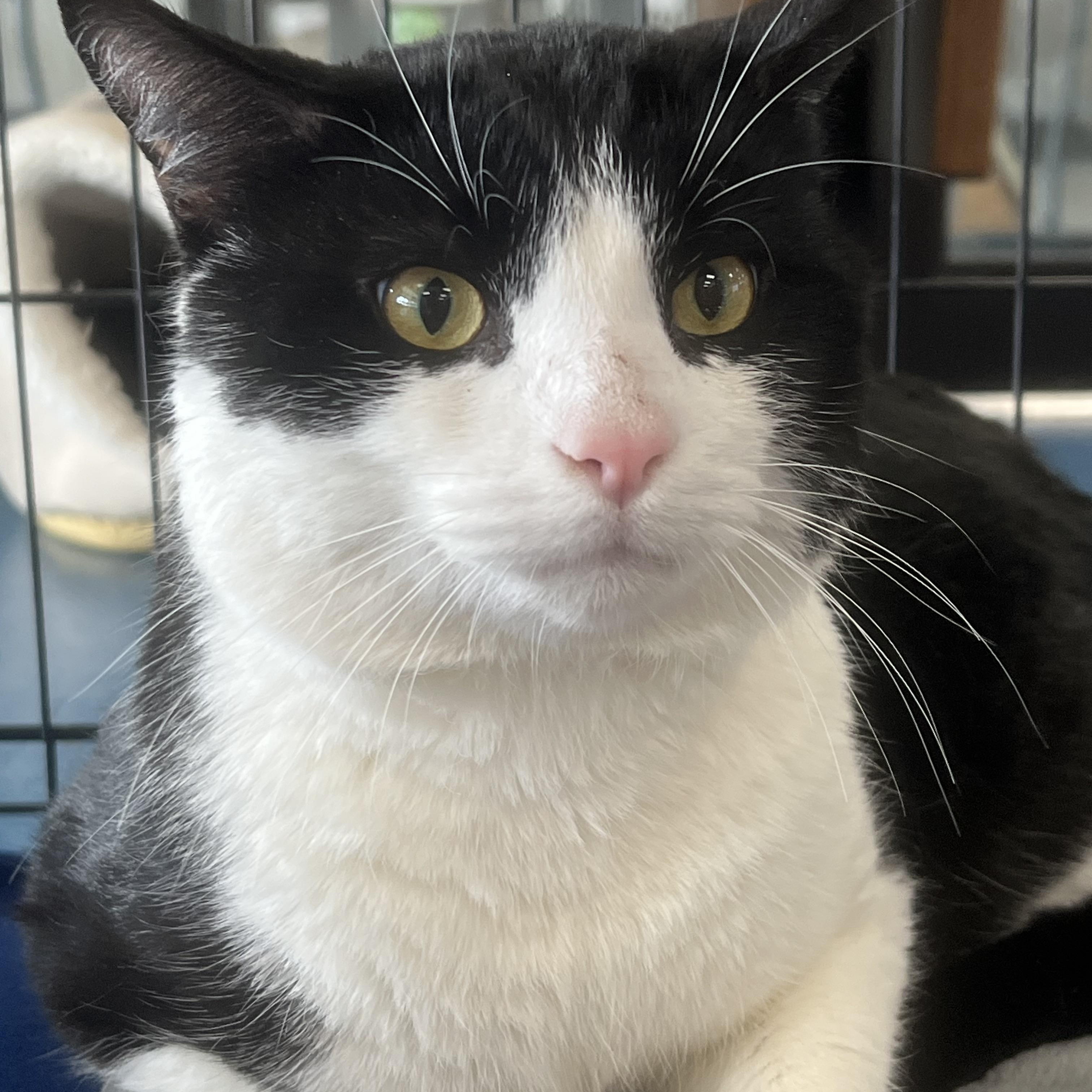 Enlarge Mickie, an adopted Domestic Short Hair in Johnston, RI image 3/6