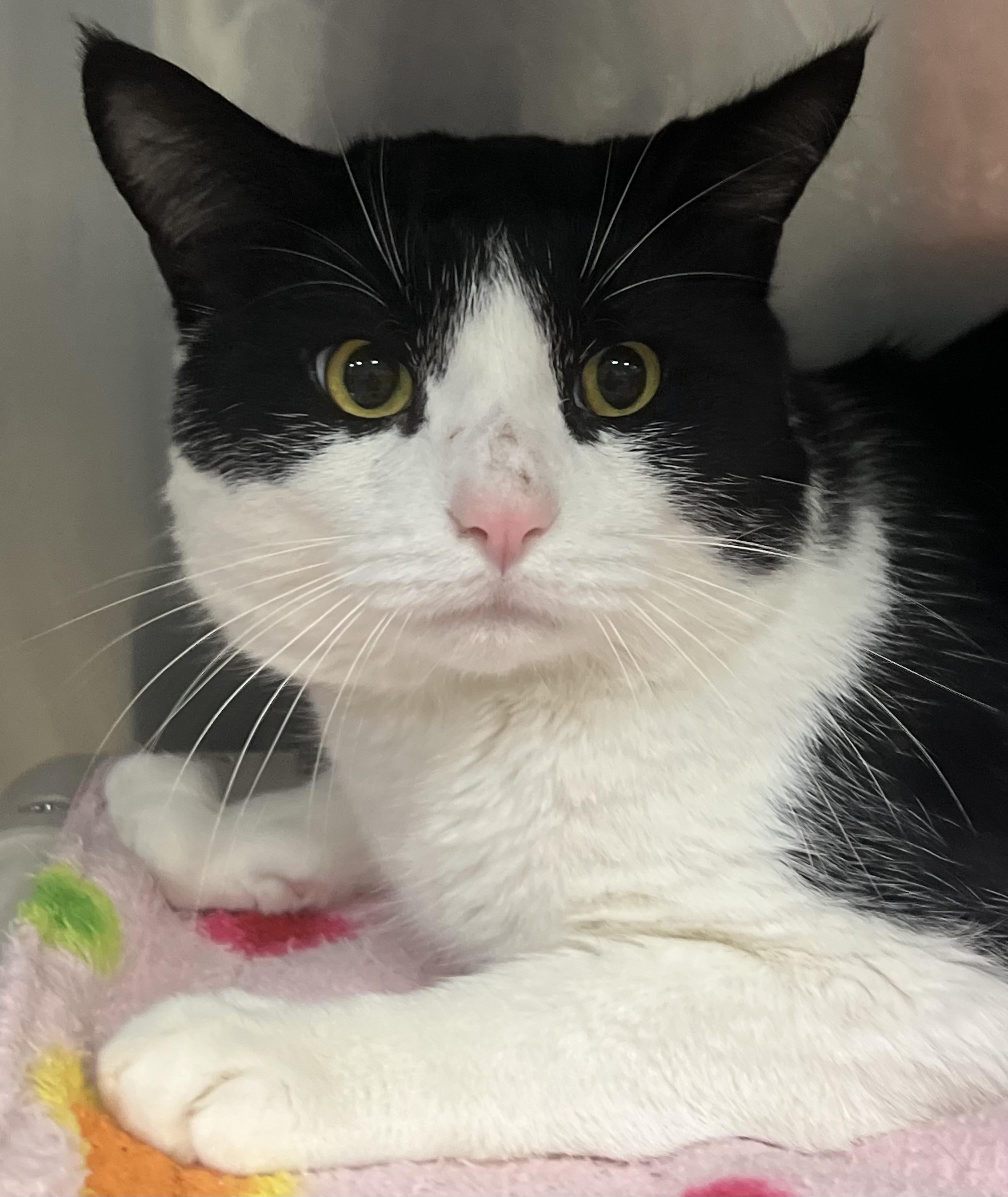 Enlarge Mickie, a ADOPTABLE Domestic Short Hair in Johnston, RI image 4/6