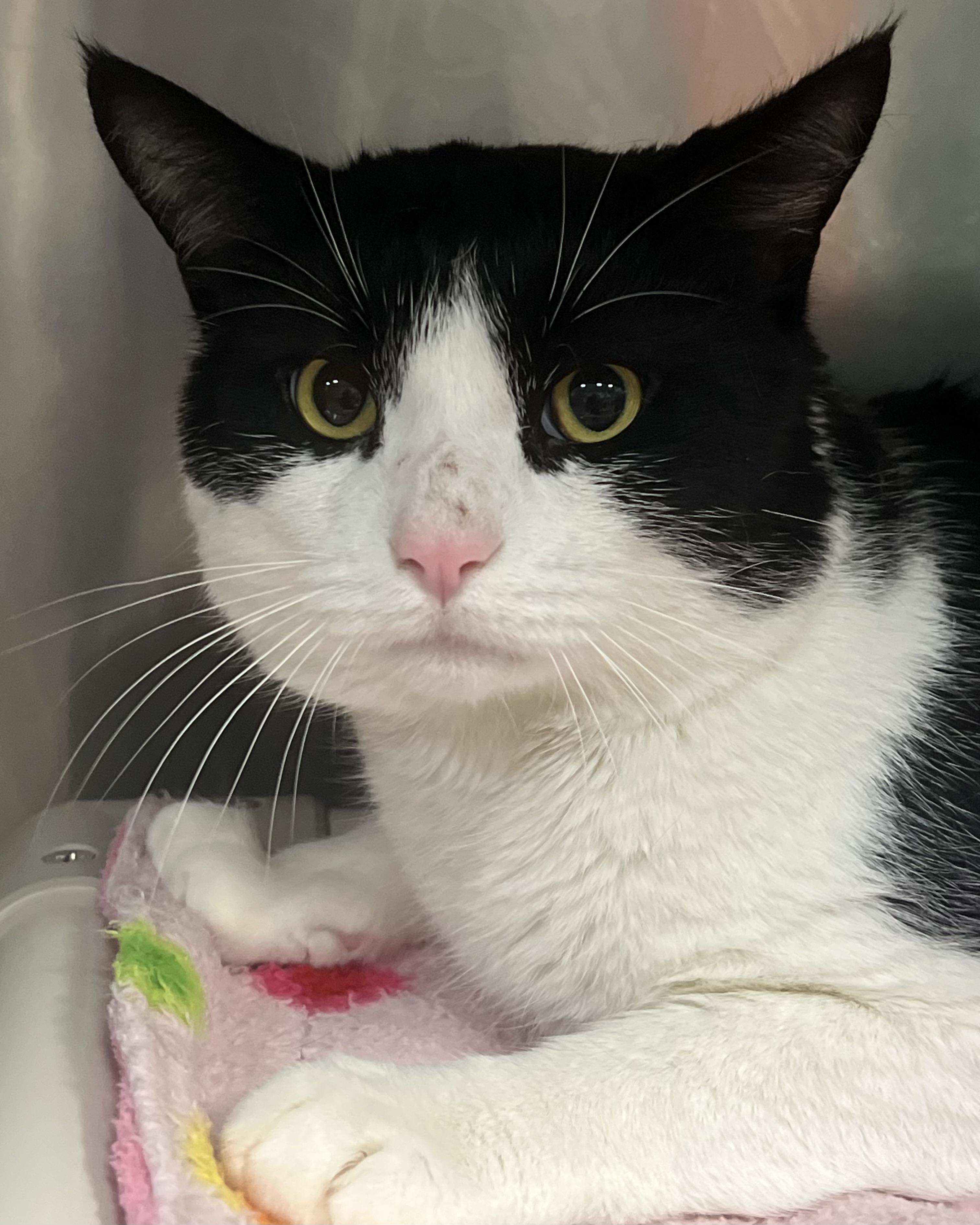 Enlarge Mickie, a ADOPTABLE Domestic Short Hair in Johnston, RI image 2/6