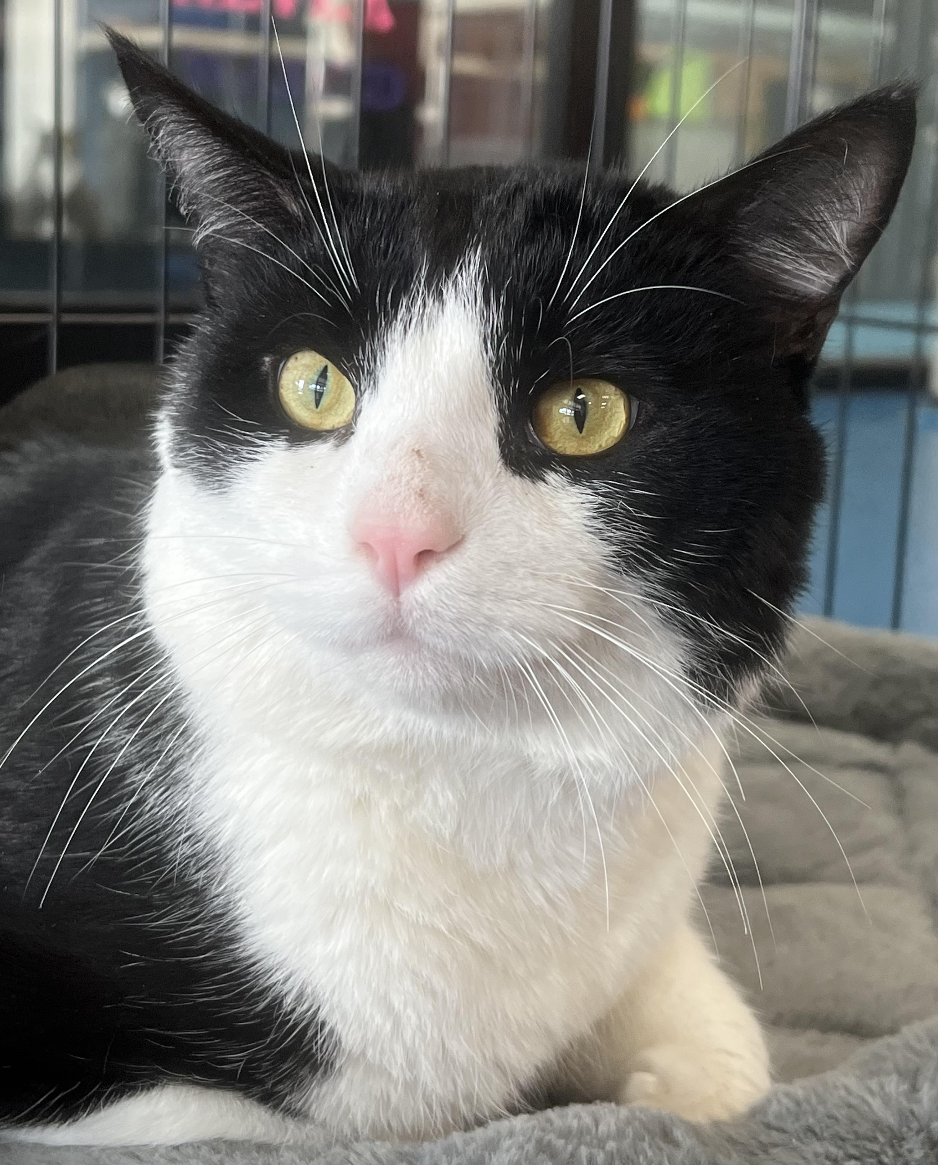 Mickie, adopted, Adult Male Domestic Short Hair.