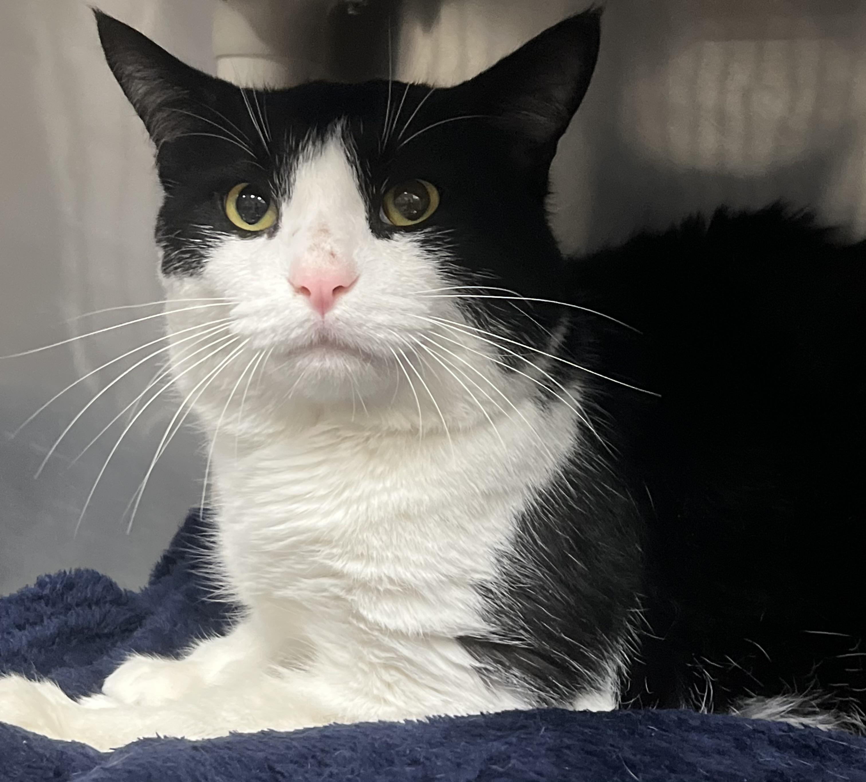 Enlarge Mickie, a ADOPTABLE Domestic Short Hair in Johnston, RI image 5/6