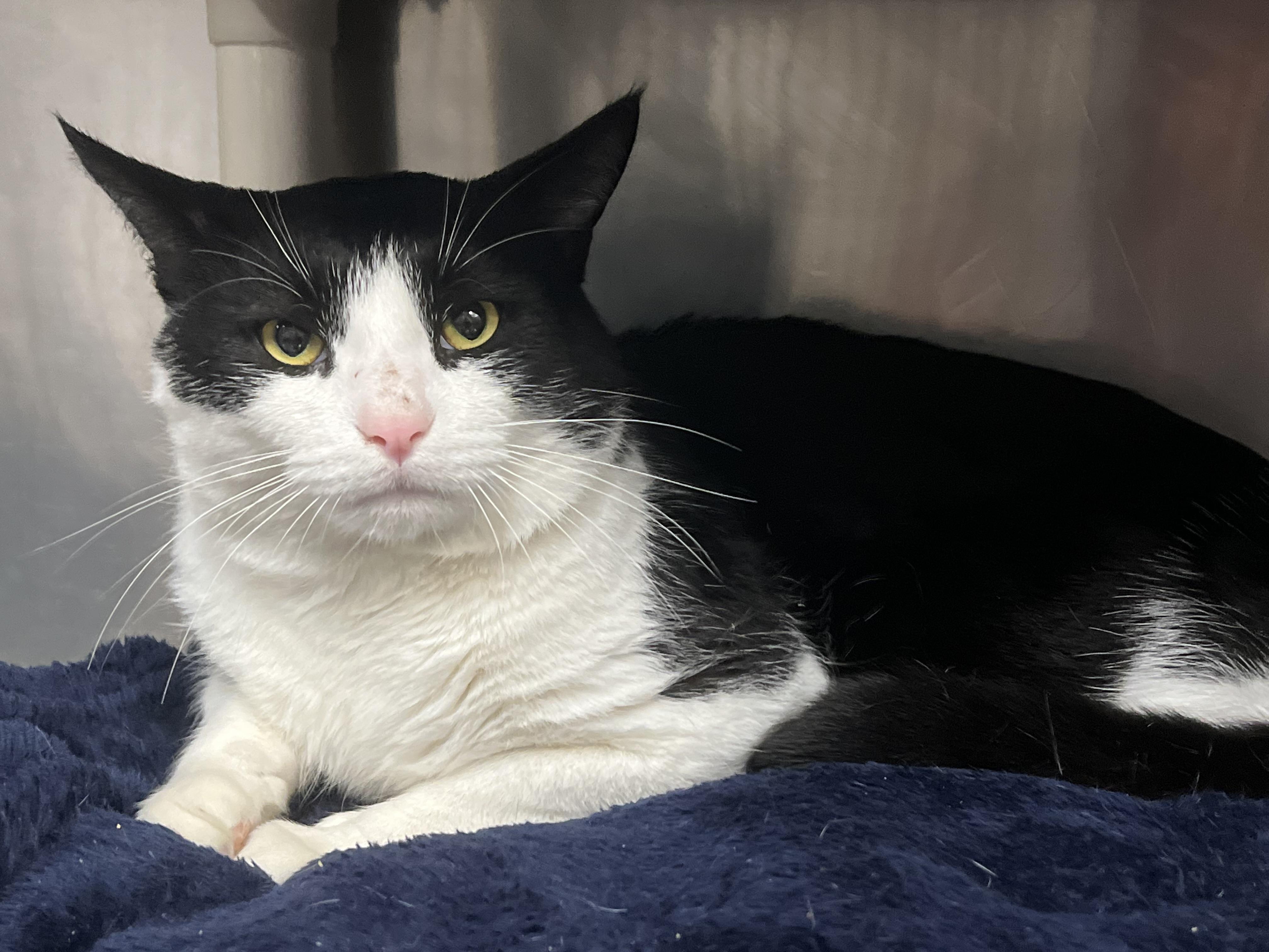 Enlarge Mickie, a ADOPTABLE Domestic Short Hair in Johnston, RI image 3/6