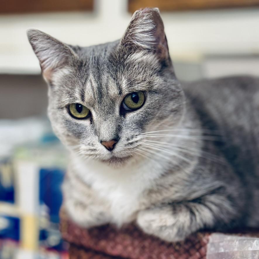 Sandy, Adoptable, Young Female Tabby & Domestic Short Hair.