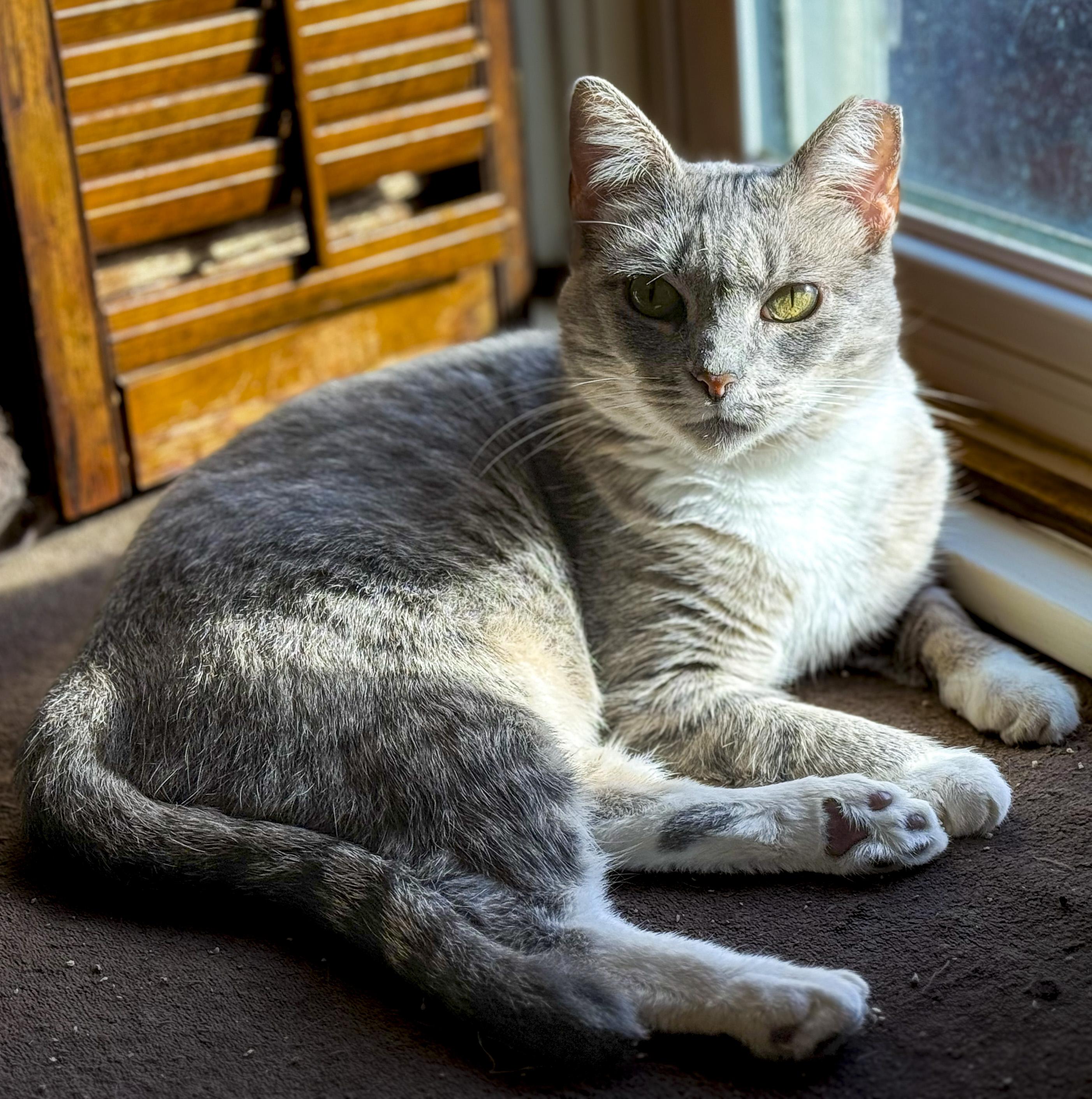 Enlarge Sandy, a Adoptable mixed breed in Benicia, CA image 3/6