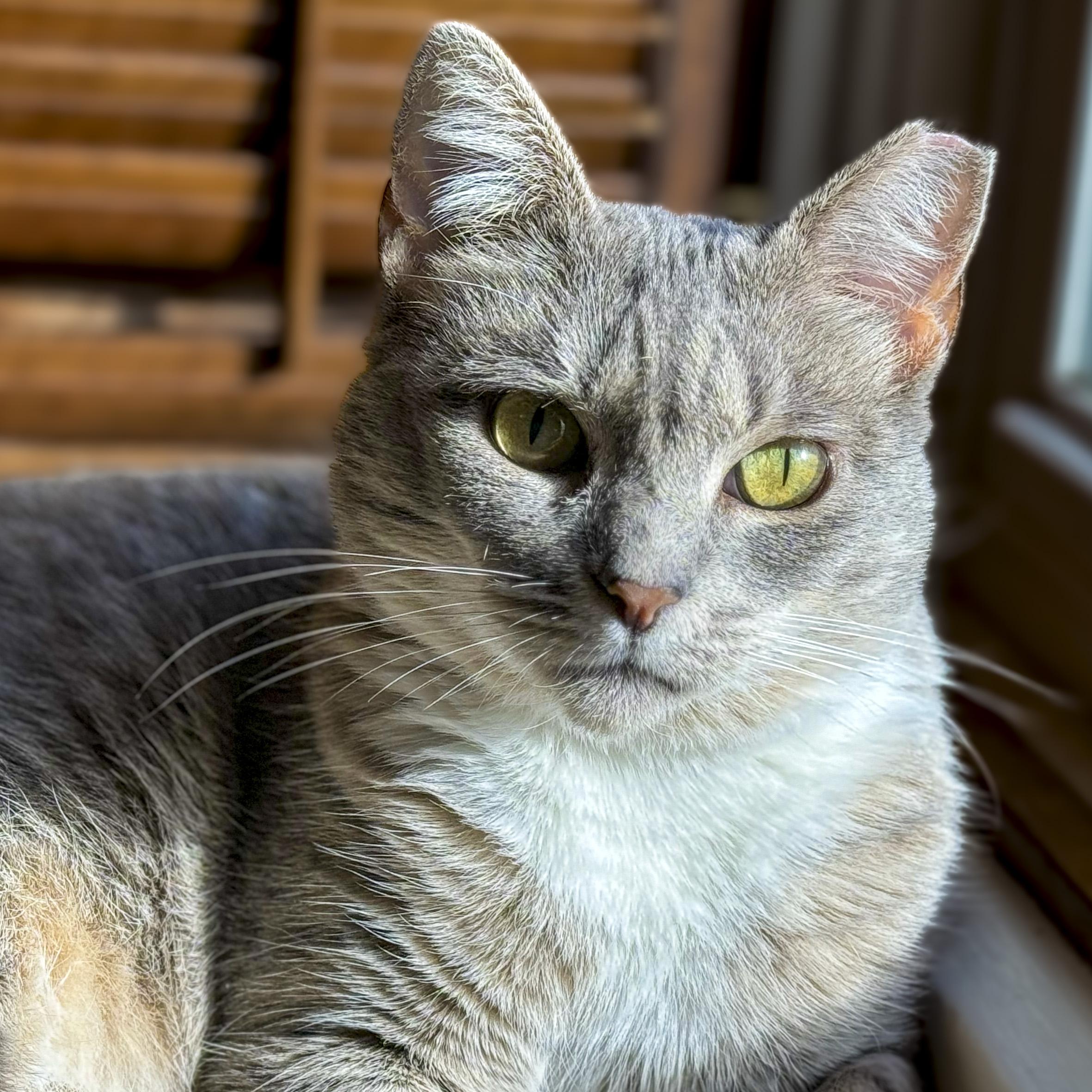Enlarge Sandy, a Adoptable mixed breed in Benicia, CA image 5/6