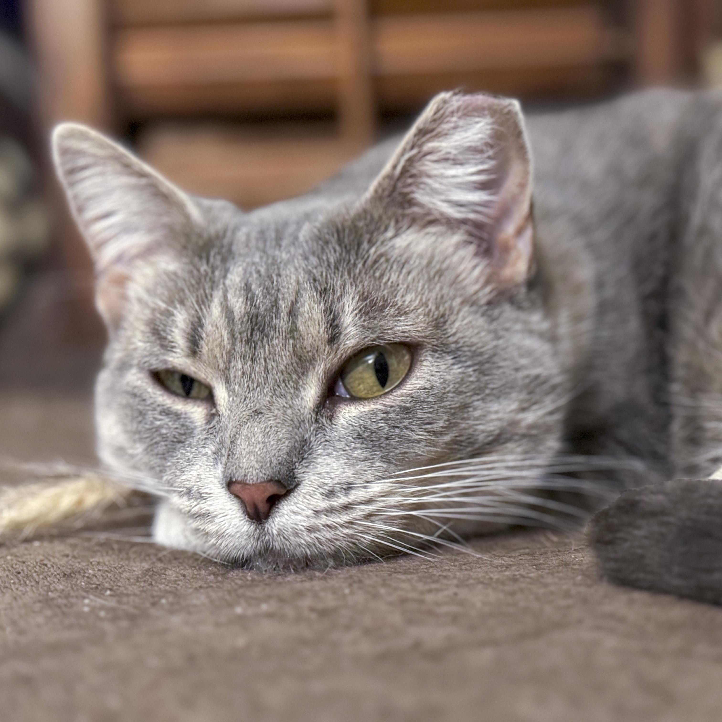 Enlarge Sandy, a Adoptable mixed breed in Benicia, CA image 6/6