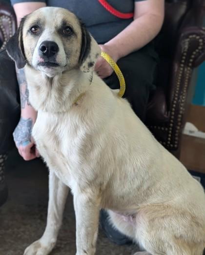 Enlarge Juniper, a Adoptable mixed breed in La Harpe, KS image 1/2