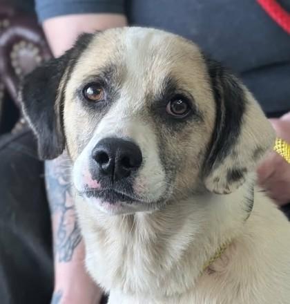 Enlarge Juniper, a Adoptable mixed breed in La Harpe, KS image 2/2