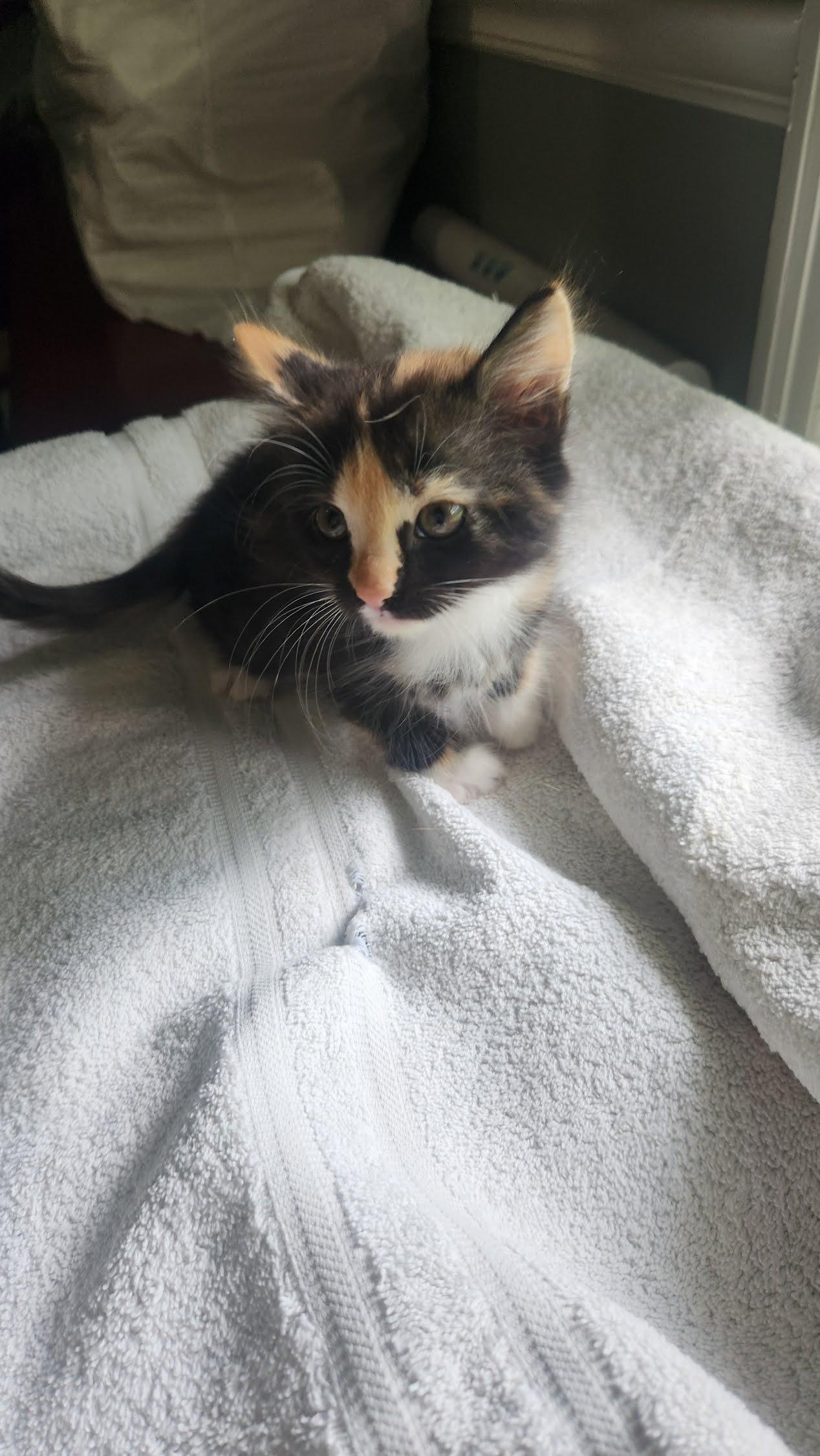 Enlarge Lola, a Adoptable American Shorthair in Roanoke, AL image 1/2