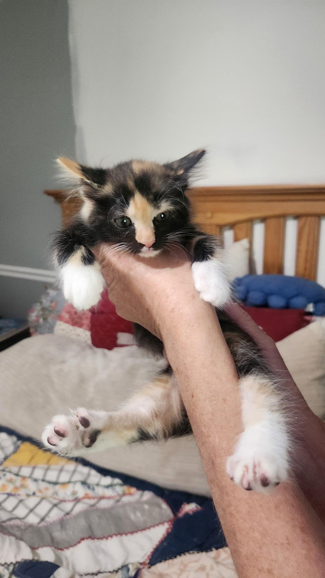 Enlarge Lola, a Adoptable American Shorthair in Roanoke, AL image 2/2