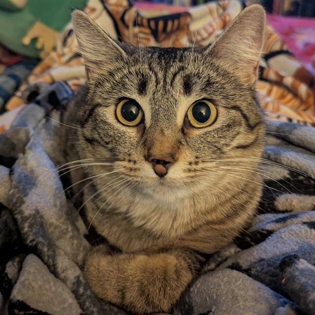 Enlarge MISTY, a Adoptable Domestic Short Hair in Olivette, MO image 1/1