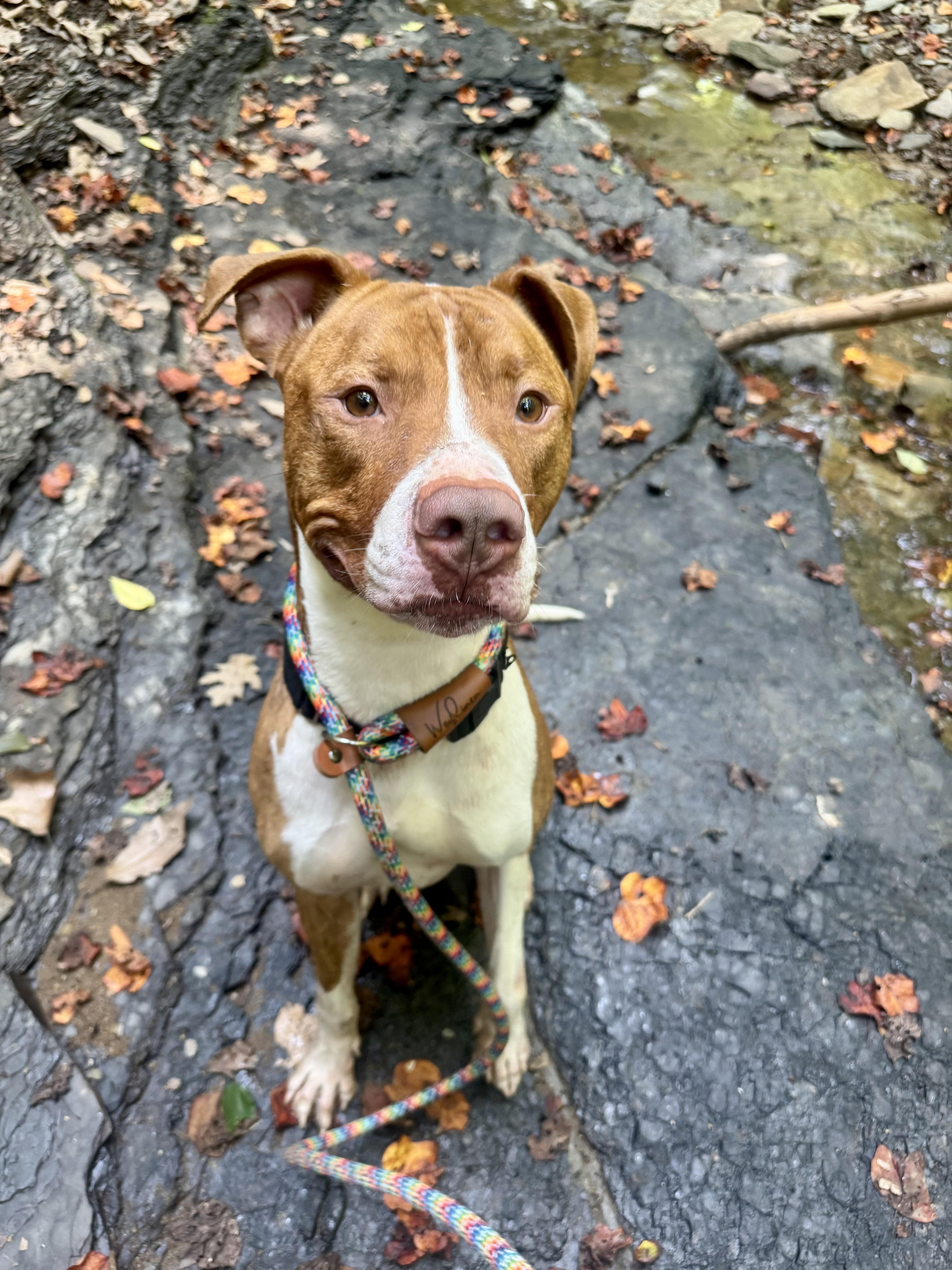 Reese, a Adoptable mixed breed in White Oak, PA image 1/6