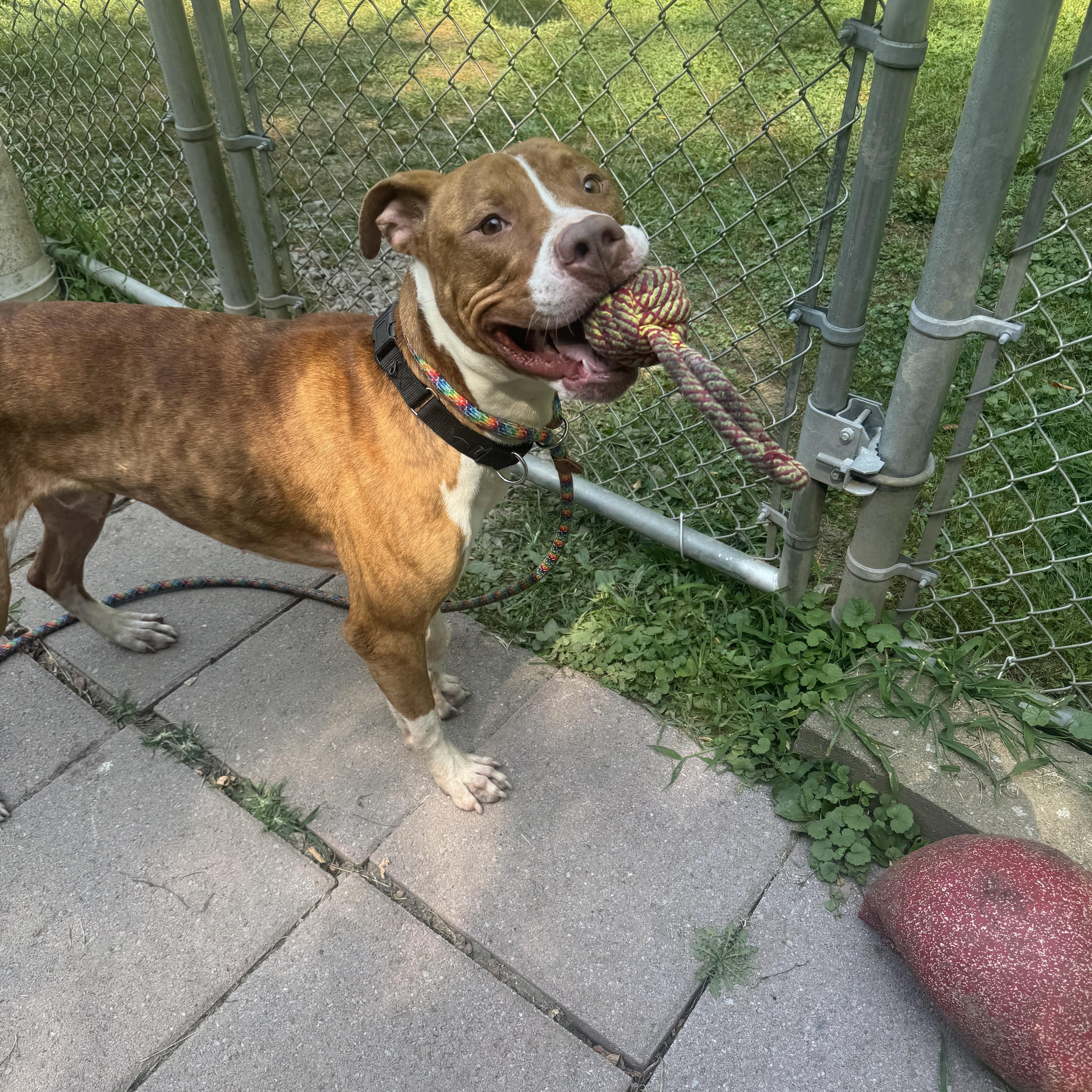 Reese, a Adoptable mixed breed in White Oak, PA image 4/6