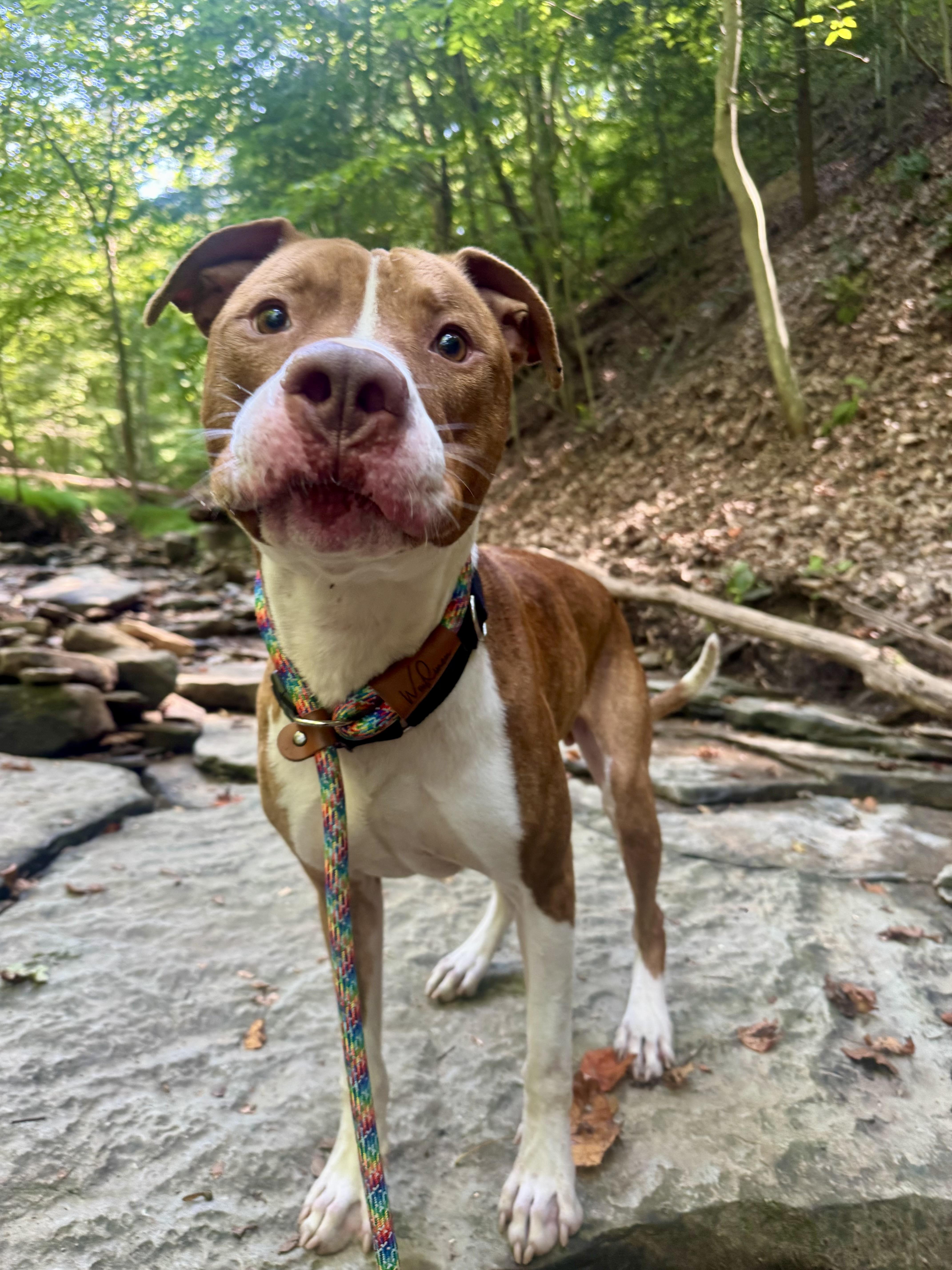 Reese, a Adoptable mixed breed in White Oak, PA image 2/6