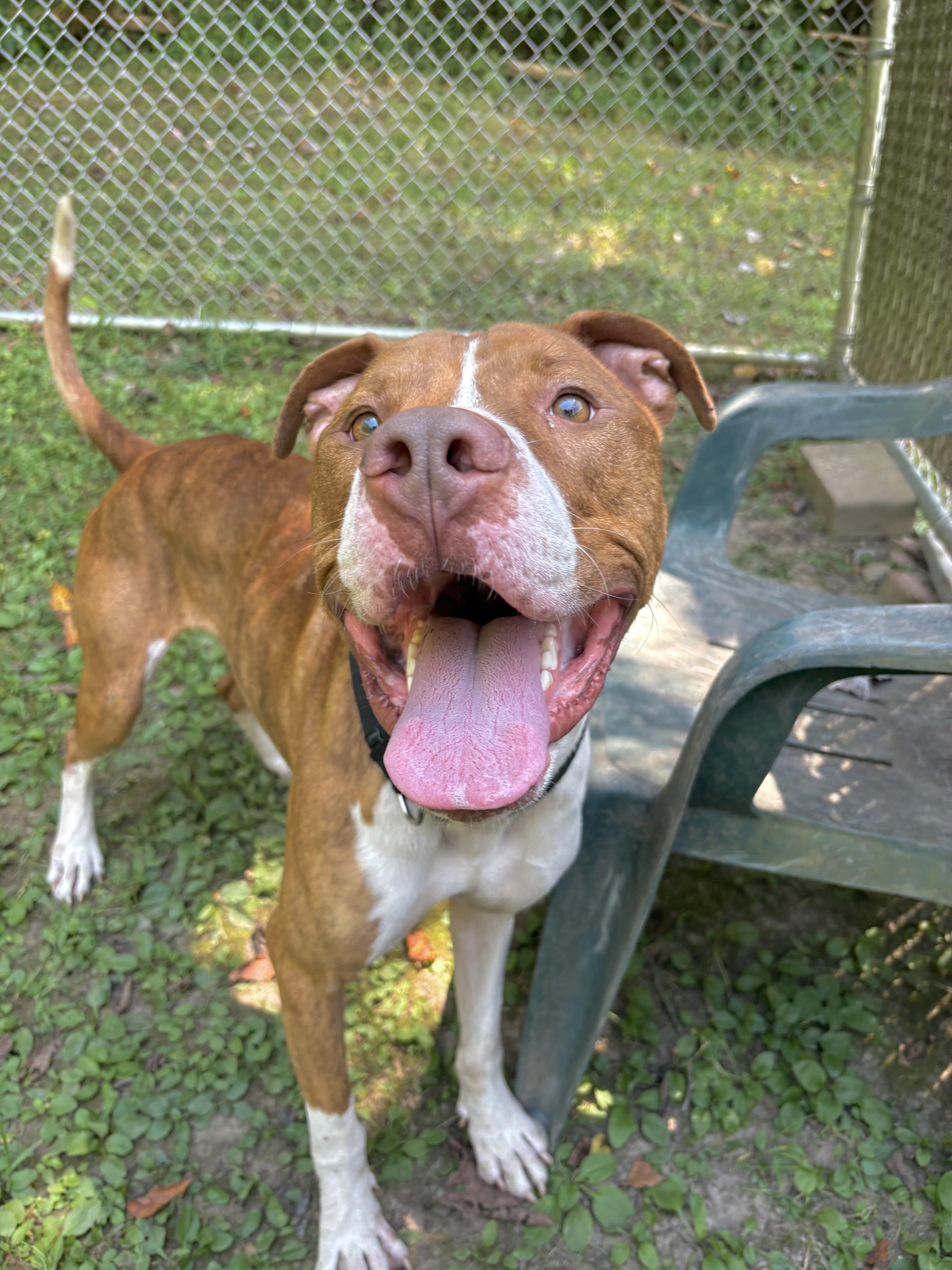 Reese, a Adoptable mixed breed in White Oak, PA image 5/6