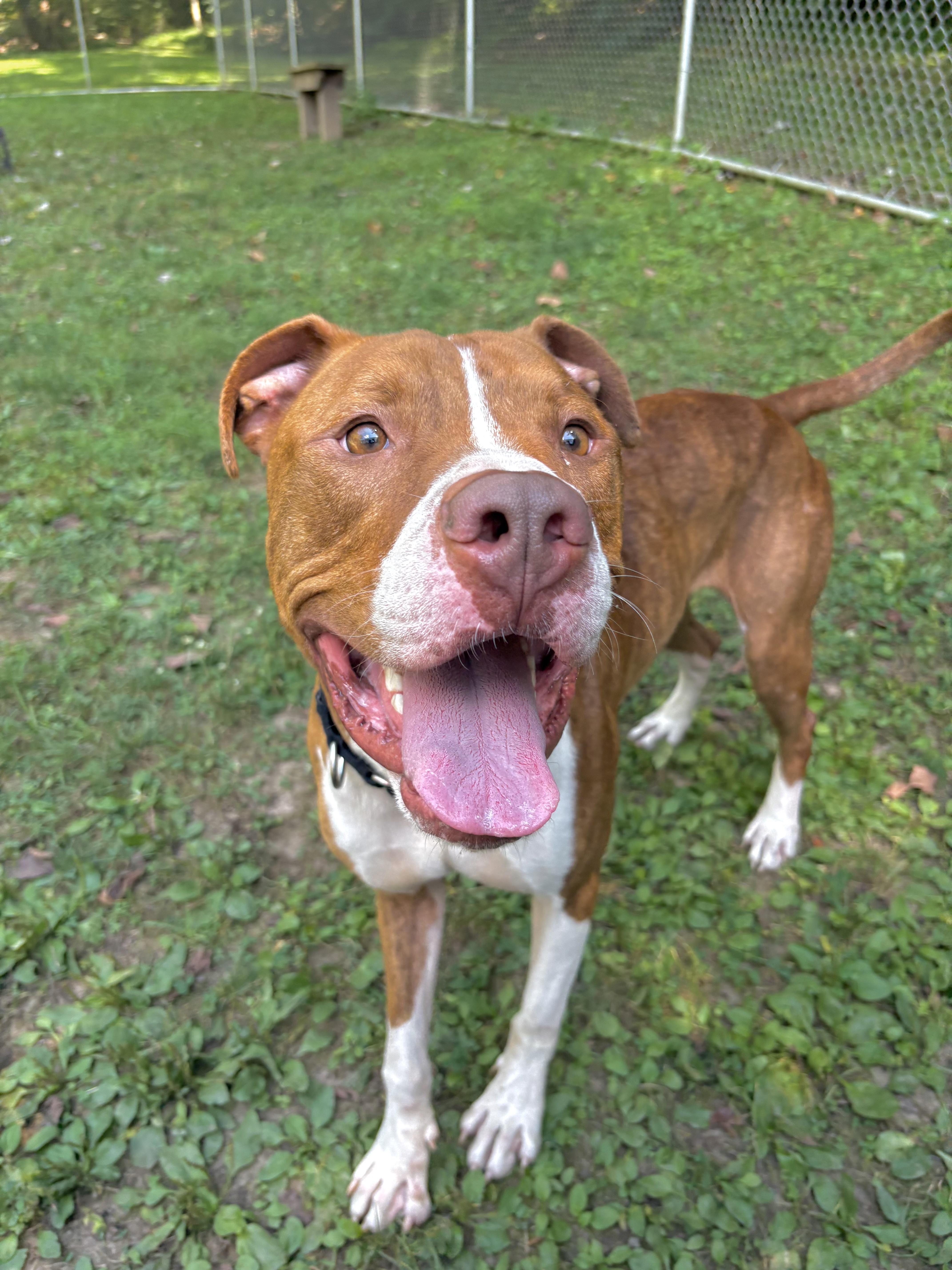 Reese, a Adoptable mixed breed in White Oak, PA image 3/6
