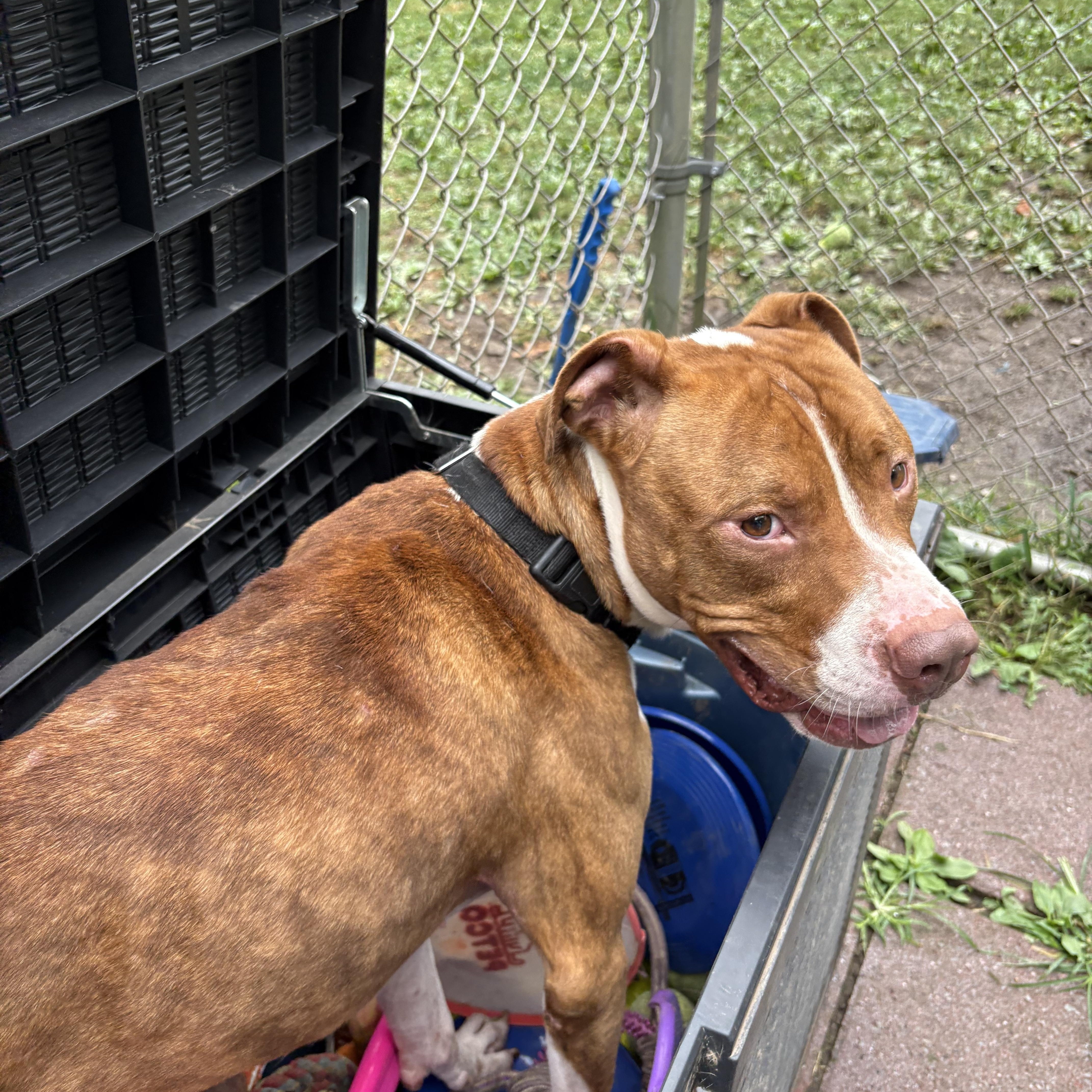 Reese, a Adoptable mixed breed in White Oak, PA image 6/6