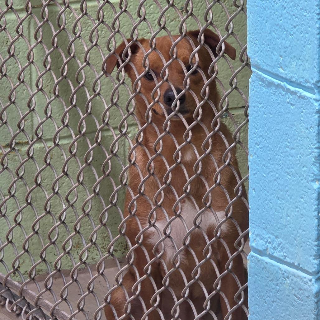 Enlarge Baked Bean, a Adoptable Chihuahua in Mount Shasta, CA image 1/6