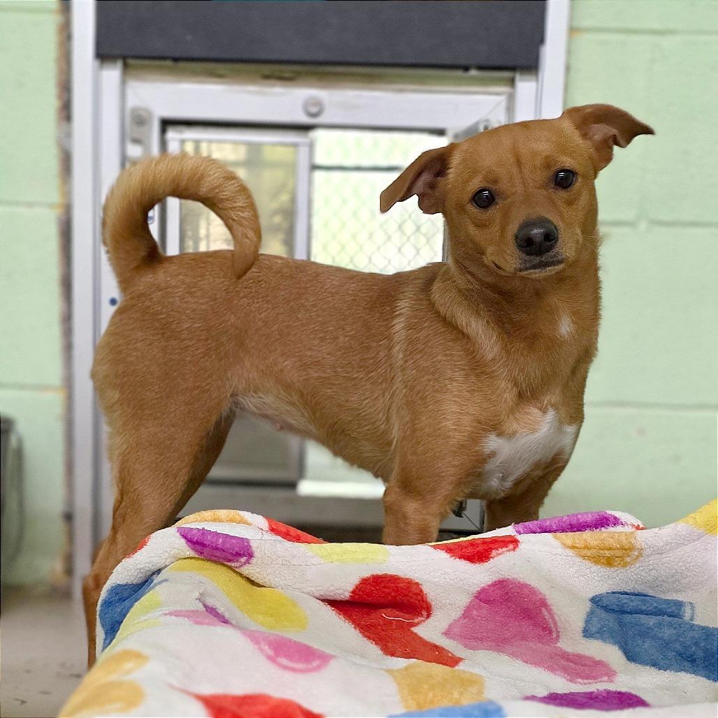 Enlarge Baked Bean, a Adoptable Chihuahua in Mount Shasta, CA image 2/6
