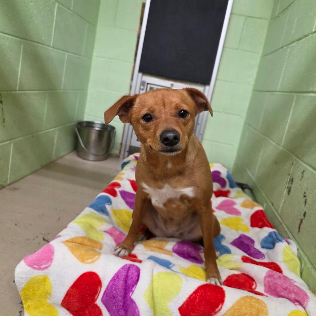 Enlarge Baked Bean, a Adoptable Chihuahua in Mount Shasta, CA image 3/6