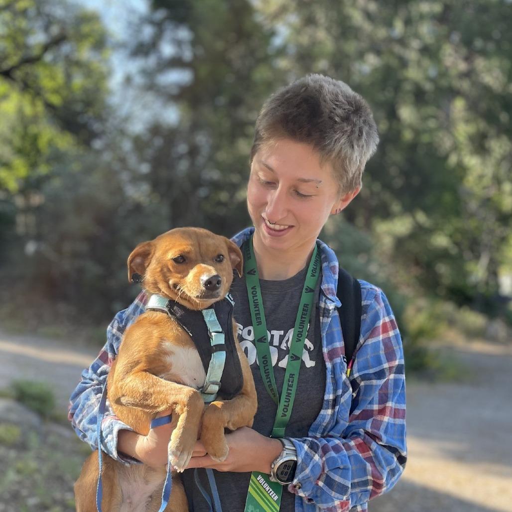 Enlarge Baked Bean, a Adoptable Chihuahua in Mount Shasta, CA image 5/6