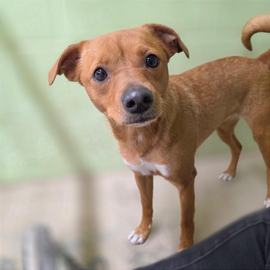 Enlarge Baked Bean, a Adoptable Chihuahua in Mount Shasta, CA image 6/6