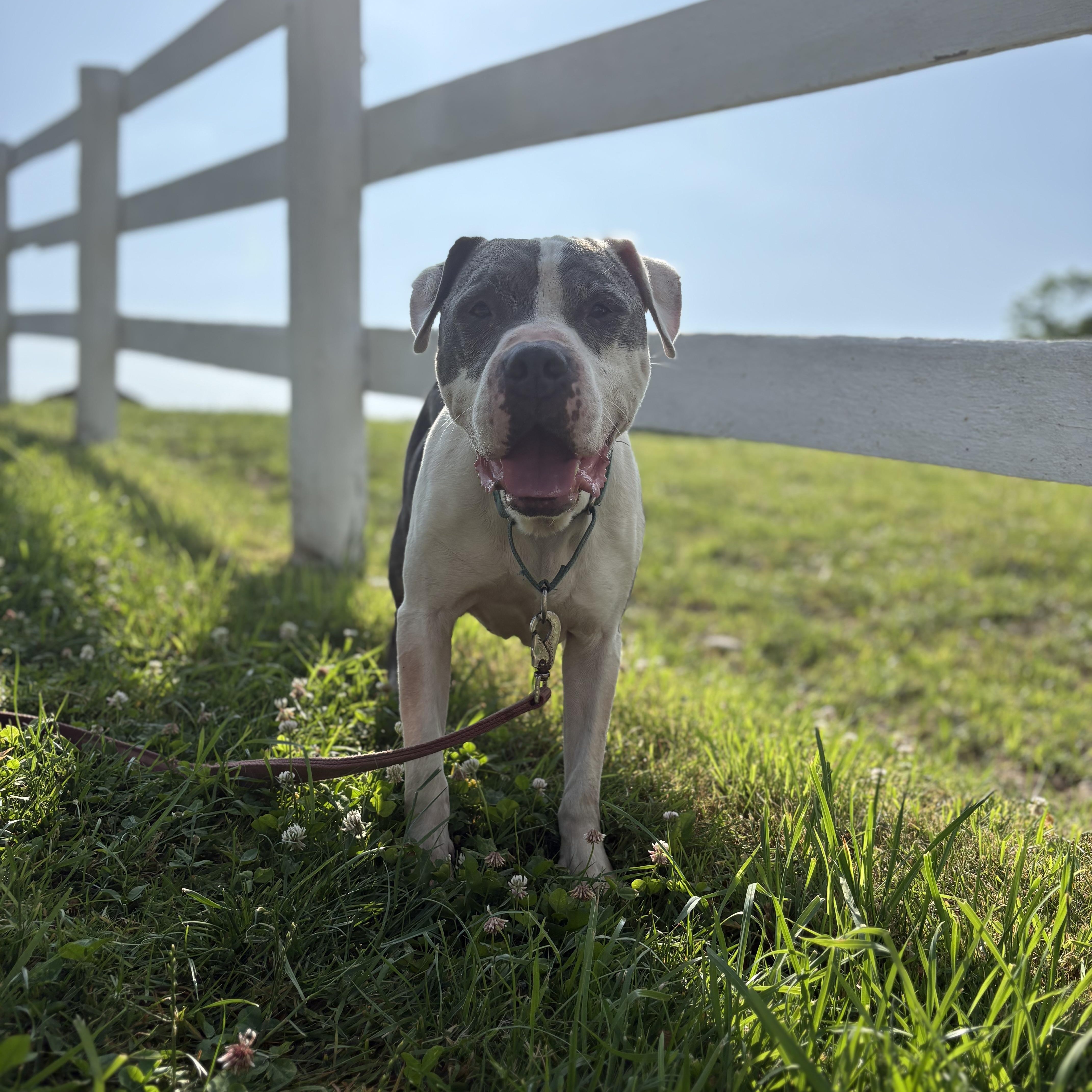 Enlarge Dozer, a Adoptable mixed breed in Lake George, NY image 4/6