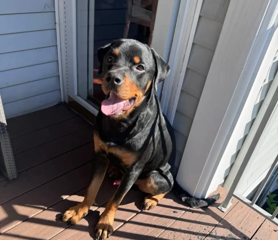 Enlarge Atlas, a Adoptable Rottweiler in Polk, OH image 4/4