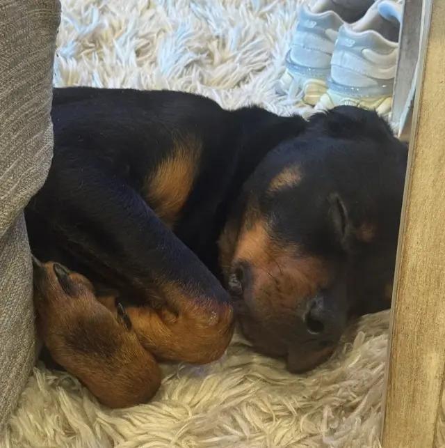 Enlarge Atlas, a Adoptable Rottweiler in Polk, OH image 3/4
