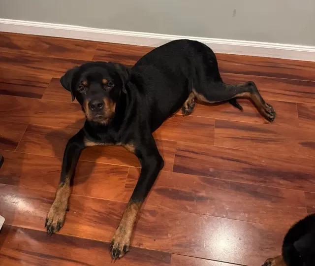 Enlarge Atlas, a Adoptable Rottweiler in Polk, OH image 1/4