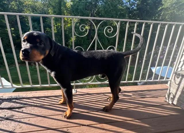 Enlarge Atlas, a Adoptable Rottweiler in Polk, OH image 2/4